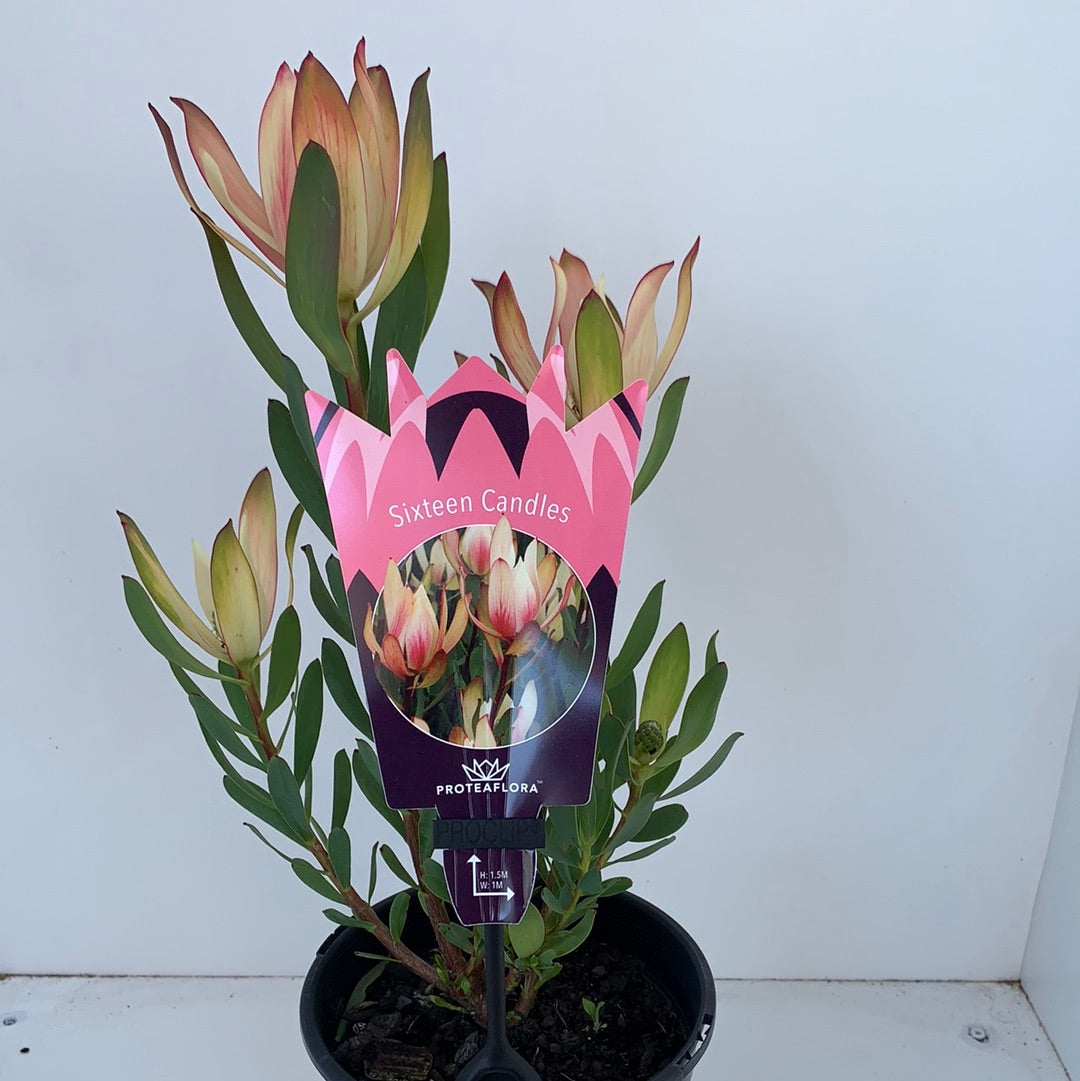 Leucadendron ‘Sixteen Candles’ – Stunning Drought-Tolerant Flowering Shrub for Landscaping & Wedding Decor