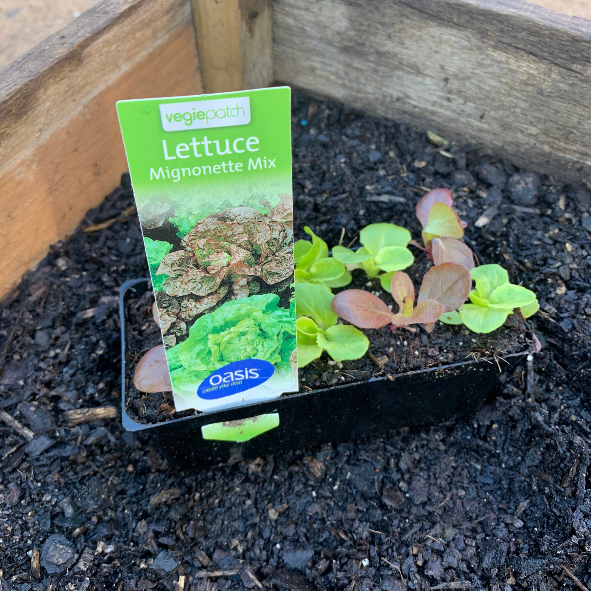 Organic Lettuce 'Mignonette Mix' Seeds - Heirloom, Non-GMO, Fast Growing Salad Greens for Home Garden - Perfect for Salads, Sandwiches, and Healthy Eating