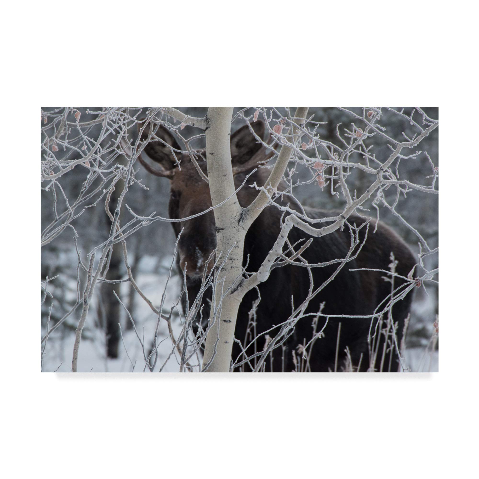 Hiding Moose Canvas Wall Art Print - Nature Wildlife Photography Decor for Living Room, Bedroom & Office - Premium Gallery Wrapped Ready to Hang