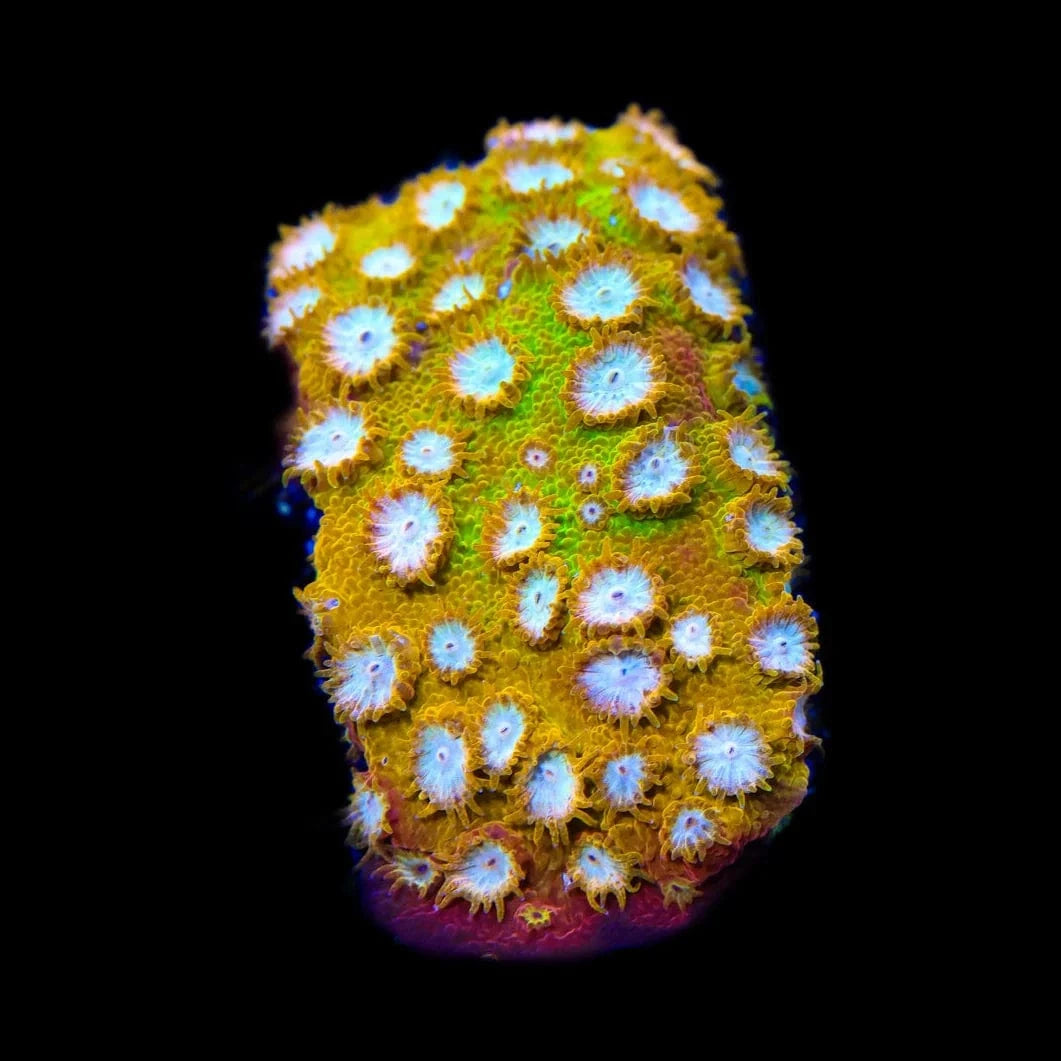 ACI Golden Girls Cyphastrea Coral - Premium Saltwater Aquarium Coral for Reef Tanks | Perfect for Beginners & Advanced Hobbyists | Enhances Marine Biodiversity & Tank Aesthetics