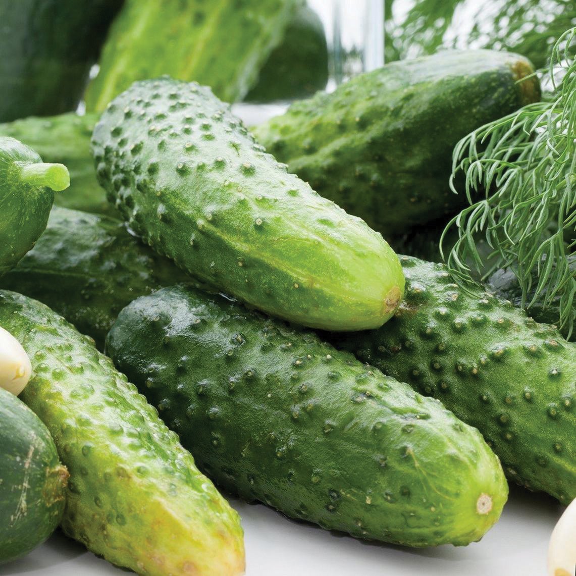Boston Pickling Cucumbers - Fresh, Crisp & Perfect for Homemade Pickles, Canning, Salads & Healthy Snacking