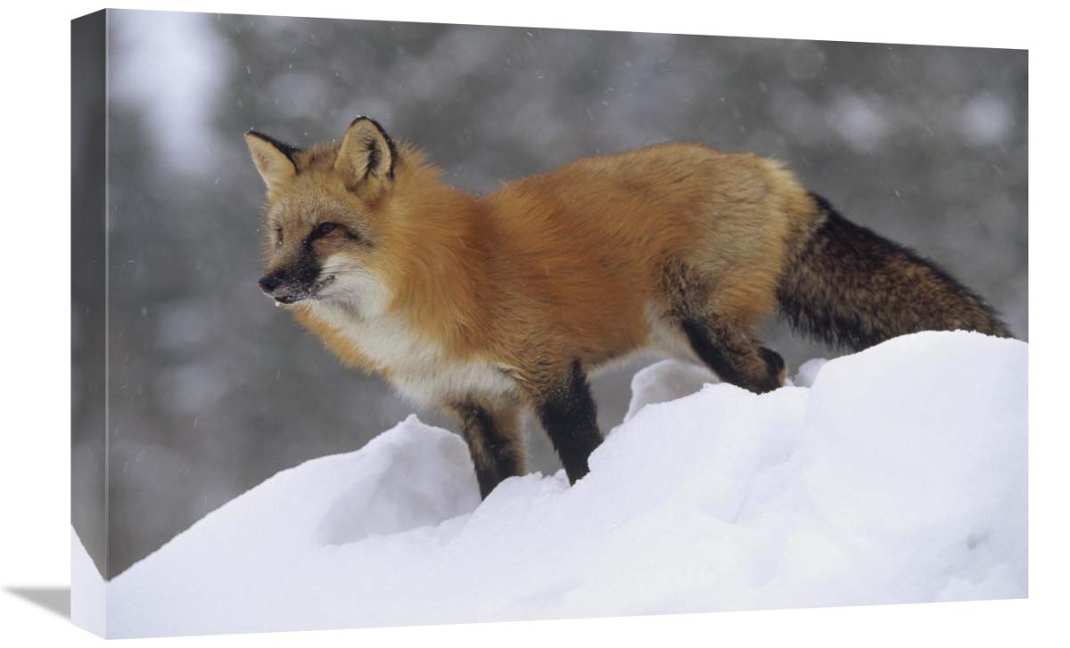 Red Fox Standing on Snow Bank in Montana - Premium Canvas Wall Art 24x16 Inches - Perfect for Living Room, Bedroom & Office Decor