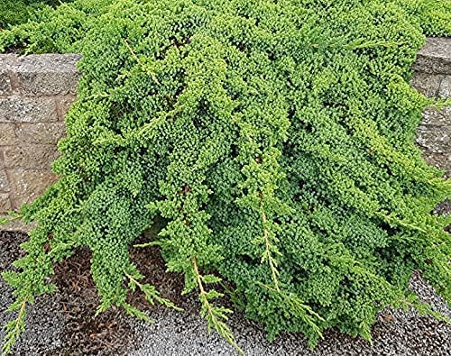 Dwarf Japanese Garden Juniper (Juniperus Procumbens Nana) - 15 Live Plants in 4 Inch Pots | Drought Tolerant Evergreen Ground Cover | Perfect for Bonsai, Rock Gardens & Landscape Design | Low Maintenance Outdoor Decor