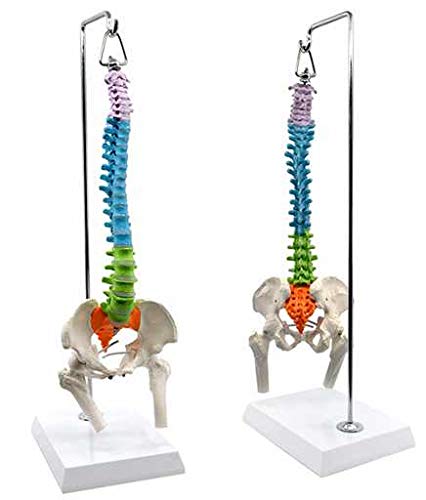 Wellden Medical Anatomical Mini Spine Model with Femur & Nerves - Color-Coded Didactic Tool for Medical Students, Chiropractors & Physical Therapists - Perfect for Classroom, Clinic & Patient Education