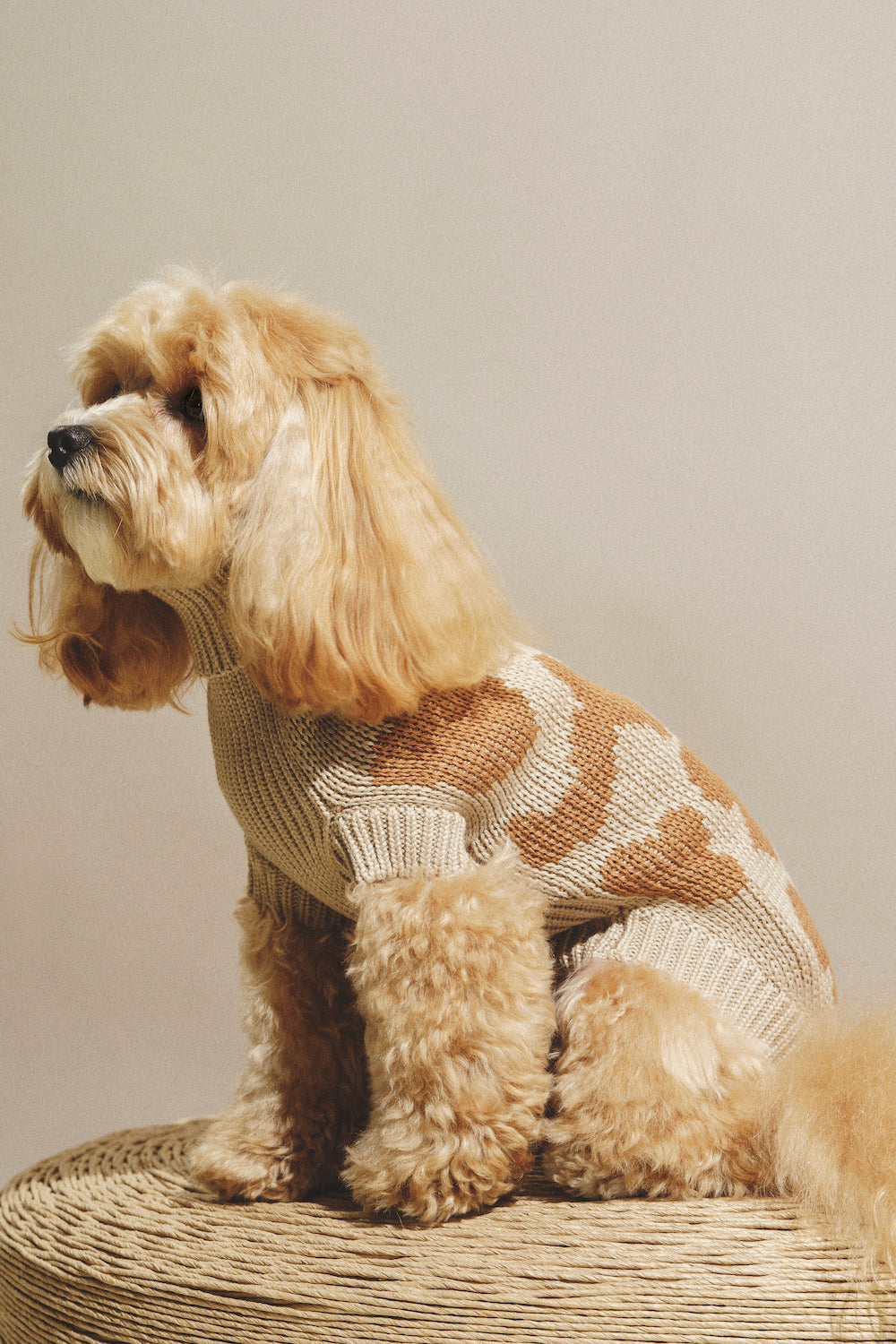 Dog Cardigan - Soft Pony Cotton Knit Sweater for Small Dogs - Cozy Winter Outfit for Indoor & Outdoor Use
