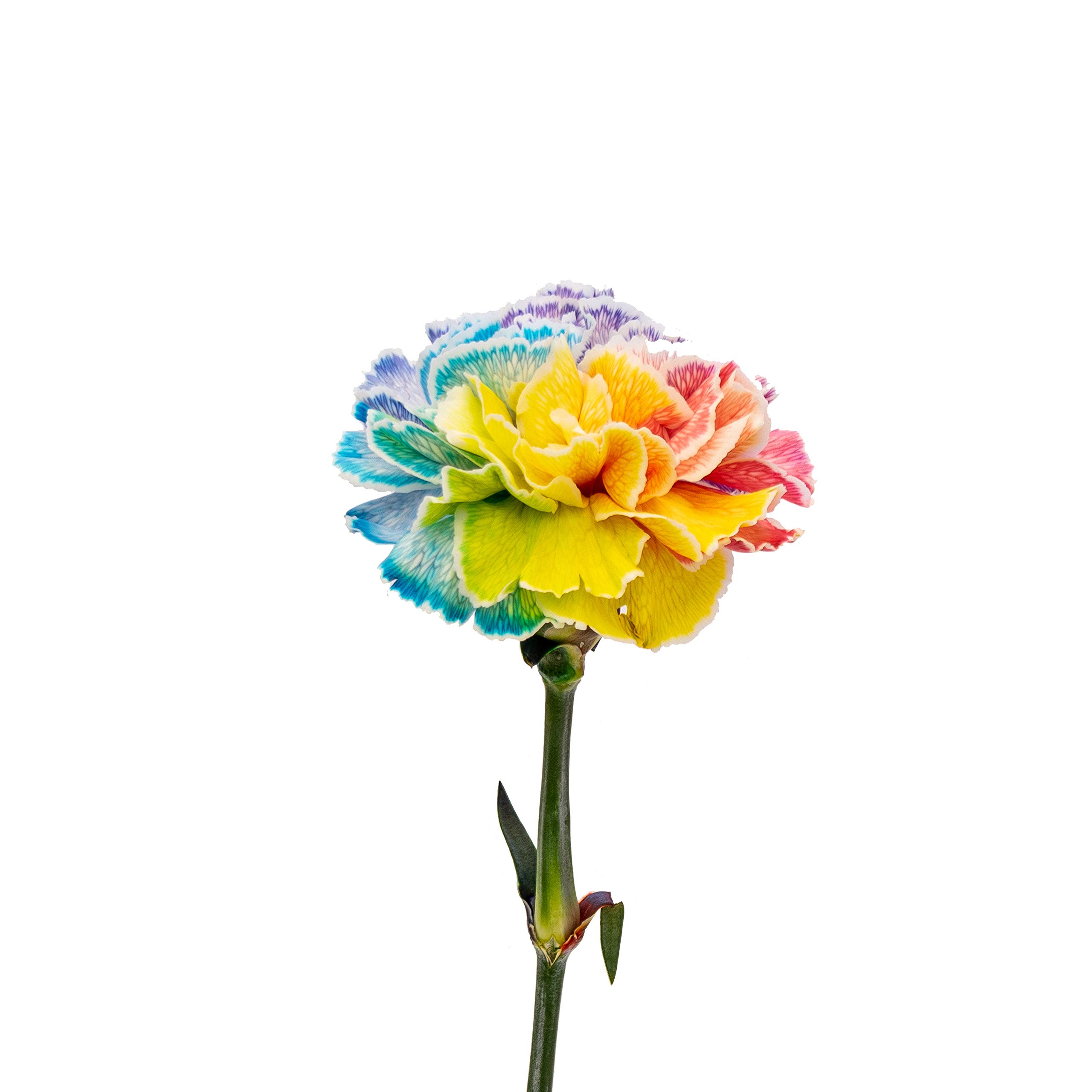 FlowerPrime 50 Rainbow Pride Carnations - Vibrant Tinted Fresh Cut Flowers for LGBTQ+ Celebrations, Weddings & Home Decor - Special Holiday Variety Pack