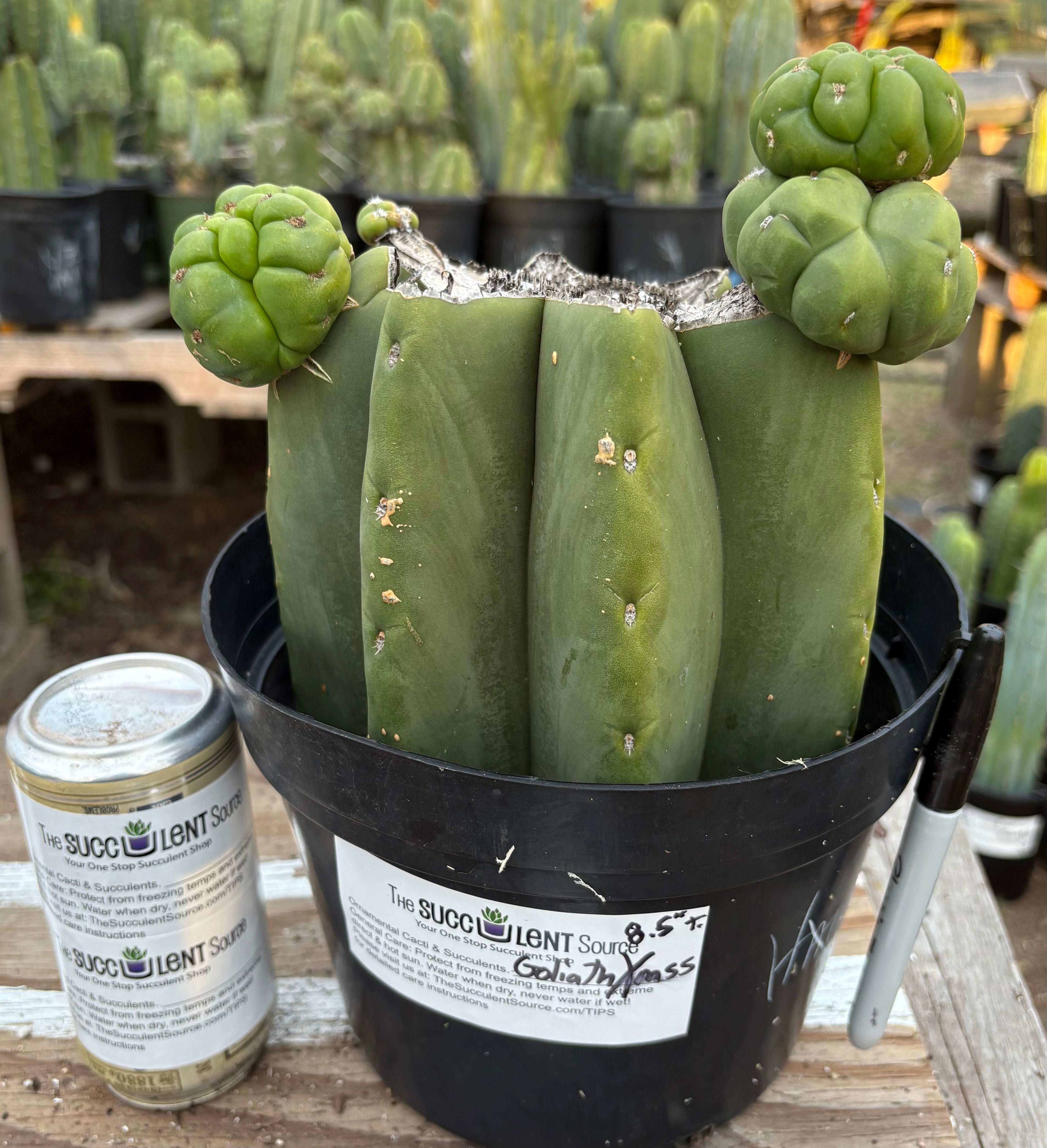 EC162 EXACT Trichocereus Hybrid Pachanoi Goliath X MSS Scopulicola Cactus Cuttings & Potted Plants | Rare Succulent for Home Decor & Desert Gardens