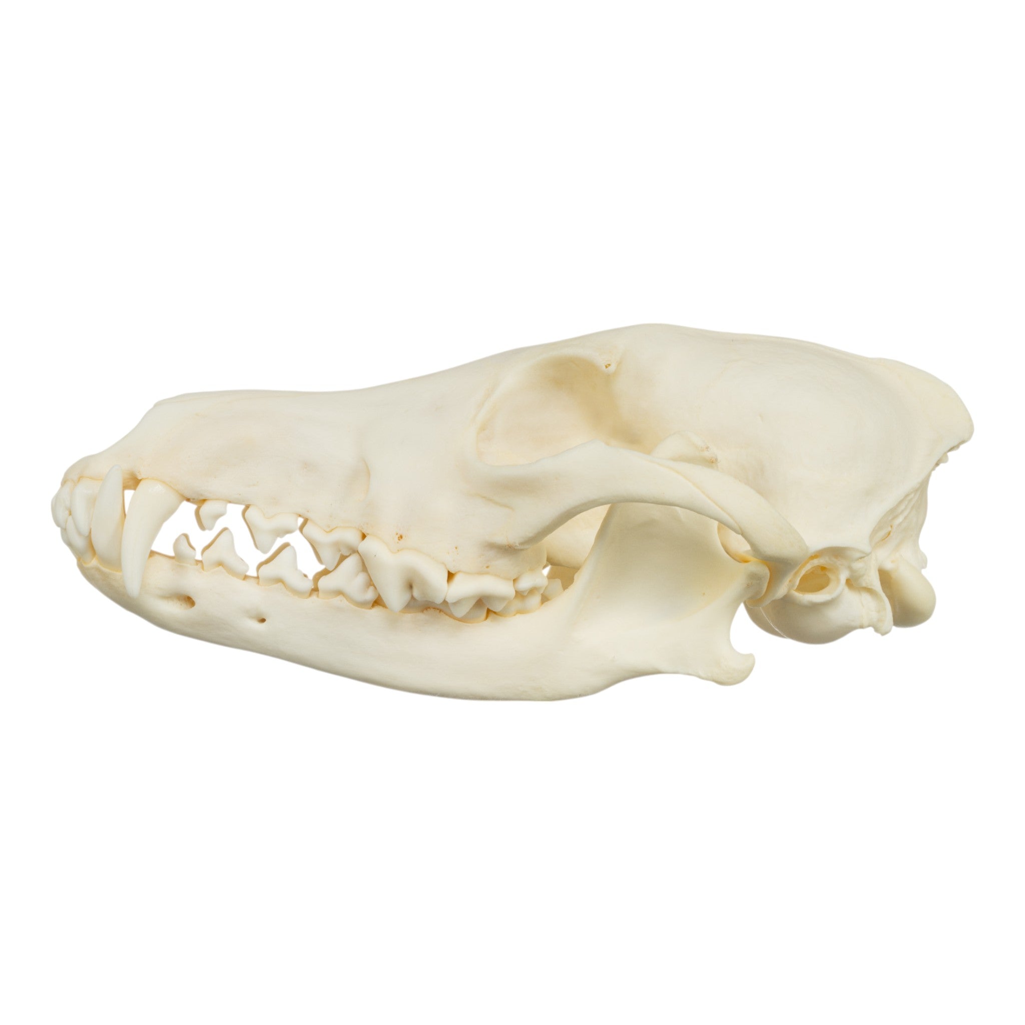 Authentic Real Coyote Skull - Taxidermy Specimen for Home Decor, Gothic Display, and Educational Use - Perfect for Halloween, Oddity Collections, and Science Classrooms