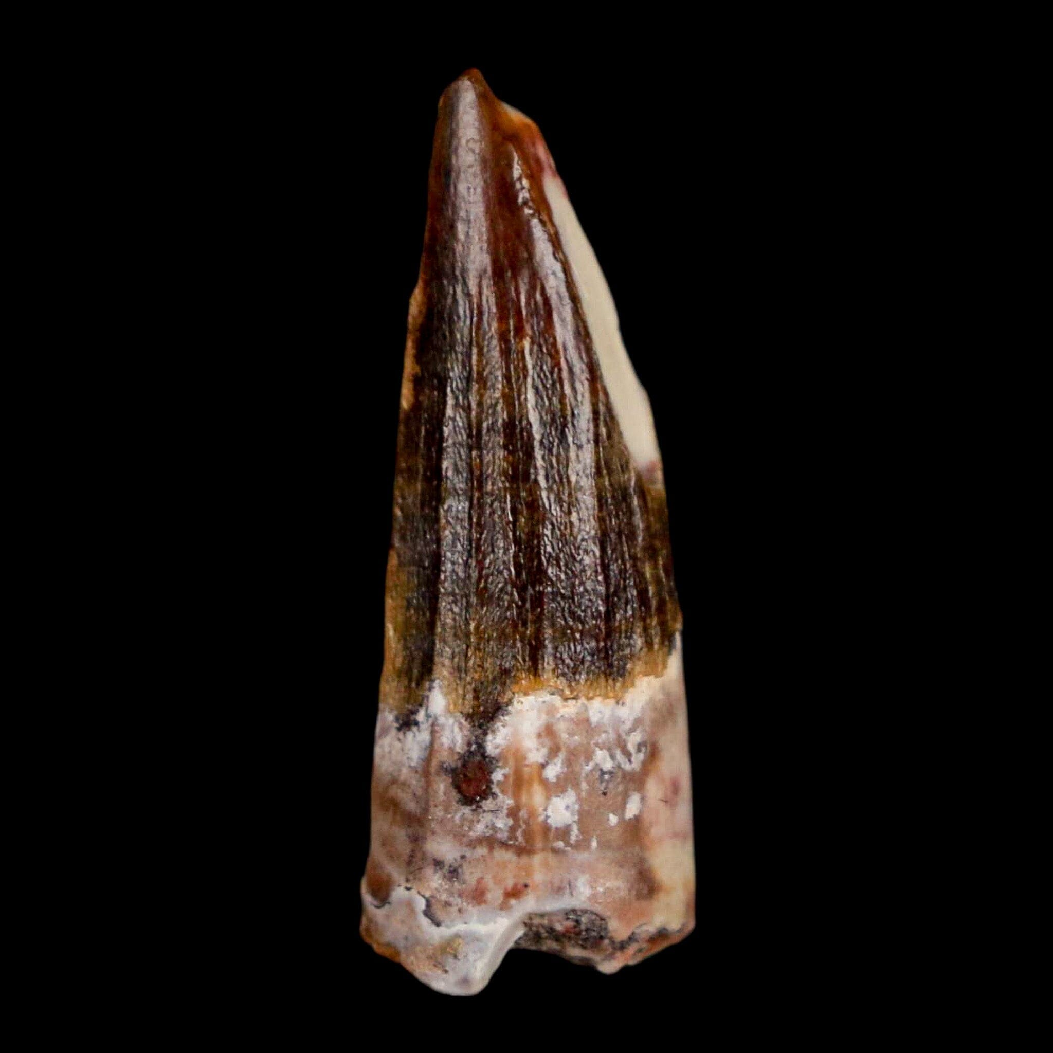 Authentic Suchomimus Fossil Tooth - Cretaceous Spinosaurid Dinosaur Specimen from Niger with COA | Perfect for Paleontology Collections, Educational Displays & Dinosaur Enthusiasts