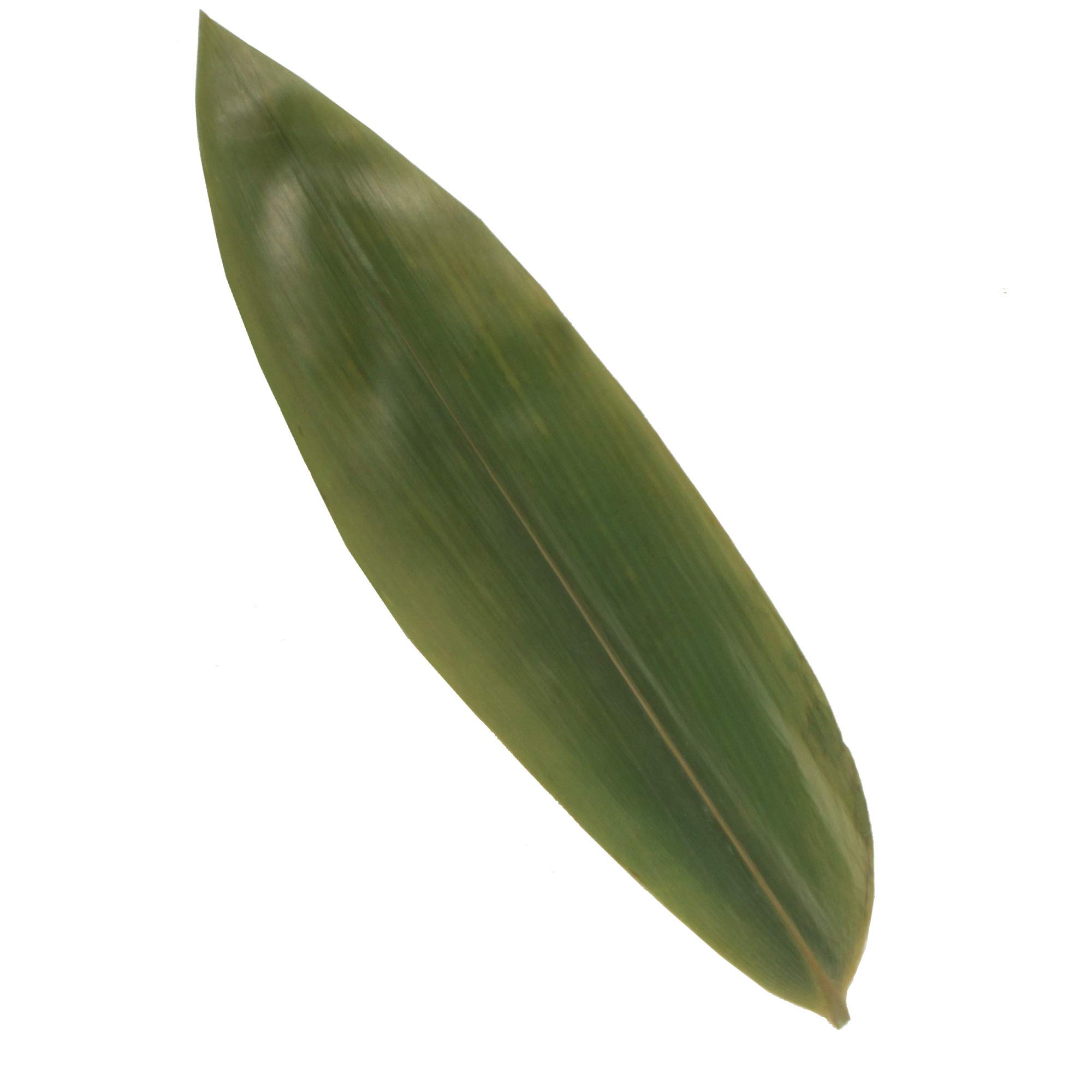 Premium Bamboo Leaves for Cooking - Natural Zongzi Wrappers, Banana Leaf Substitute, BBQ & Grilling - 12.25