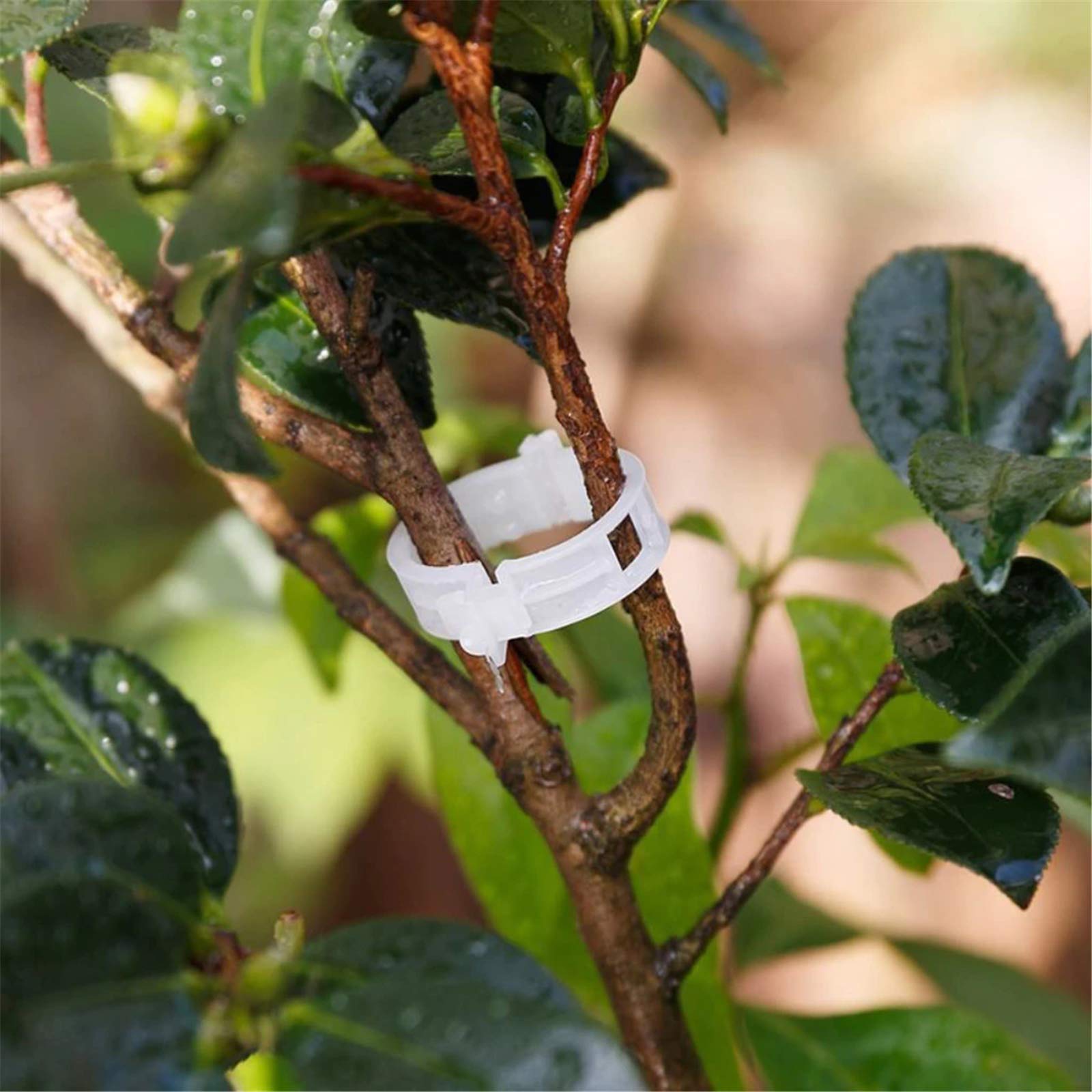 200 Pcs Plastic Garden Plant Support Clips - 1 Inch/25mm Vine Fixing Clips for Tomatoes, Sweet Peppers, Eggplants | Ideal for Home Gardening, Greenhouses & Vertical Farming