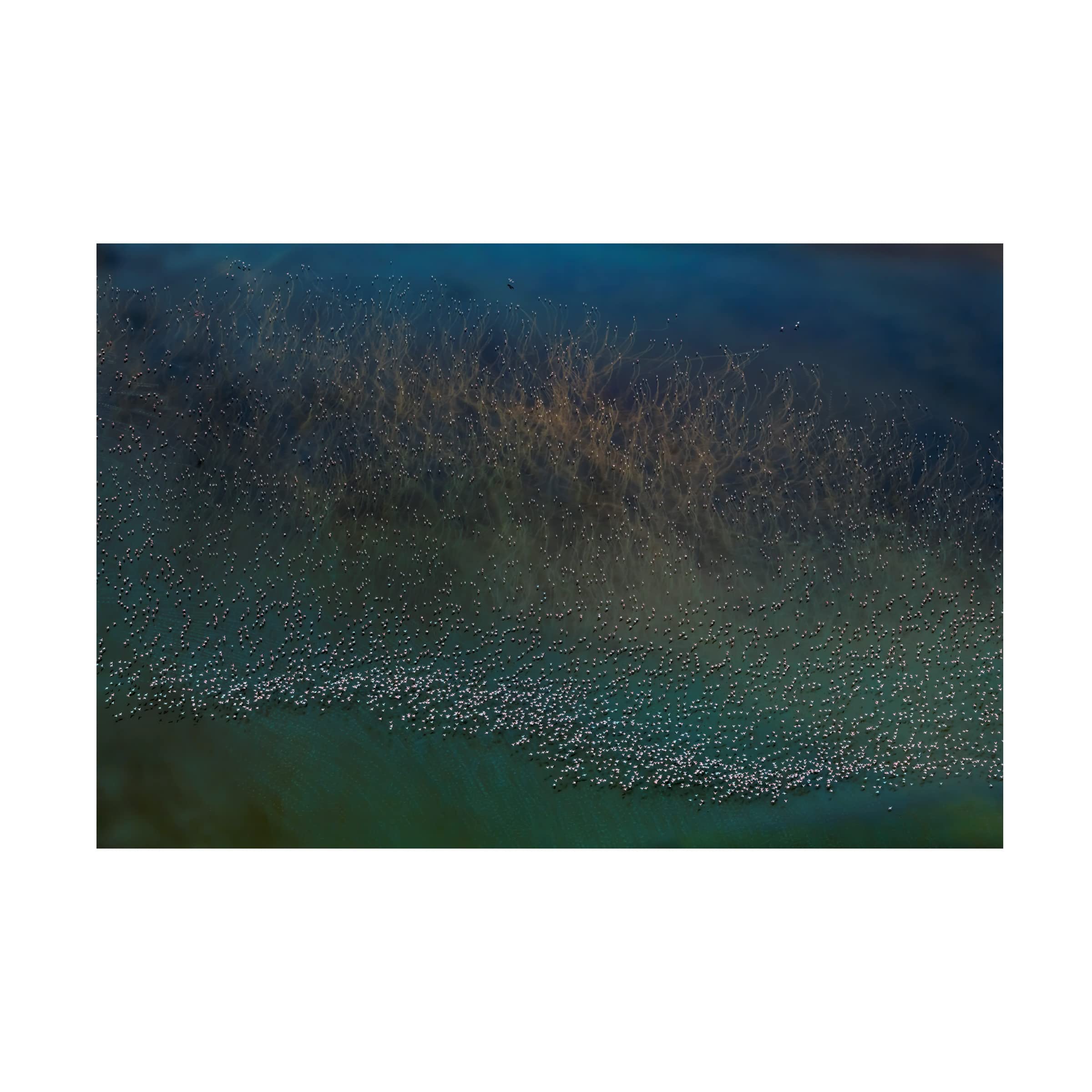 Trademark Fine Art 'Millions Flamingos Taking Off' Canvas Wall Art by Yun Wang - Stunning Flamingo Painting for Living Room, Bedroom & Office Decor
