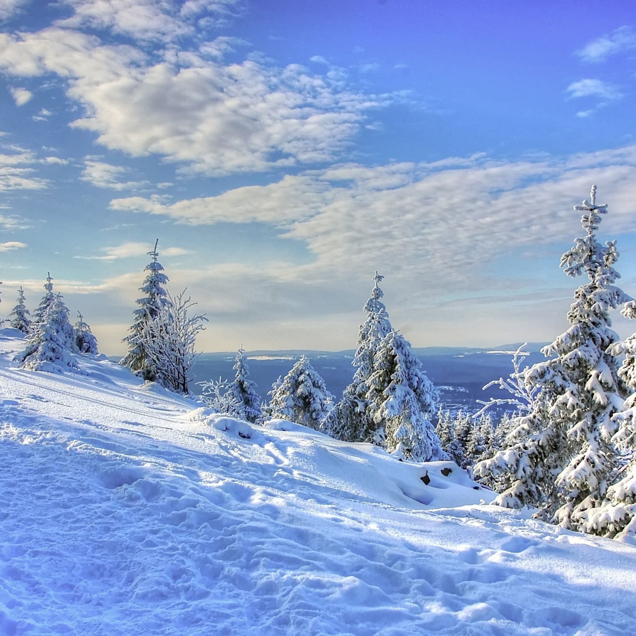 Premium Alpine Frost Fragrance Oil - Winter Fresh Scent for Home Diffusers, Candles & Soap Making - Create Cozy Cabin Vibes & Holiday Atmosphere