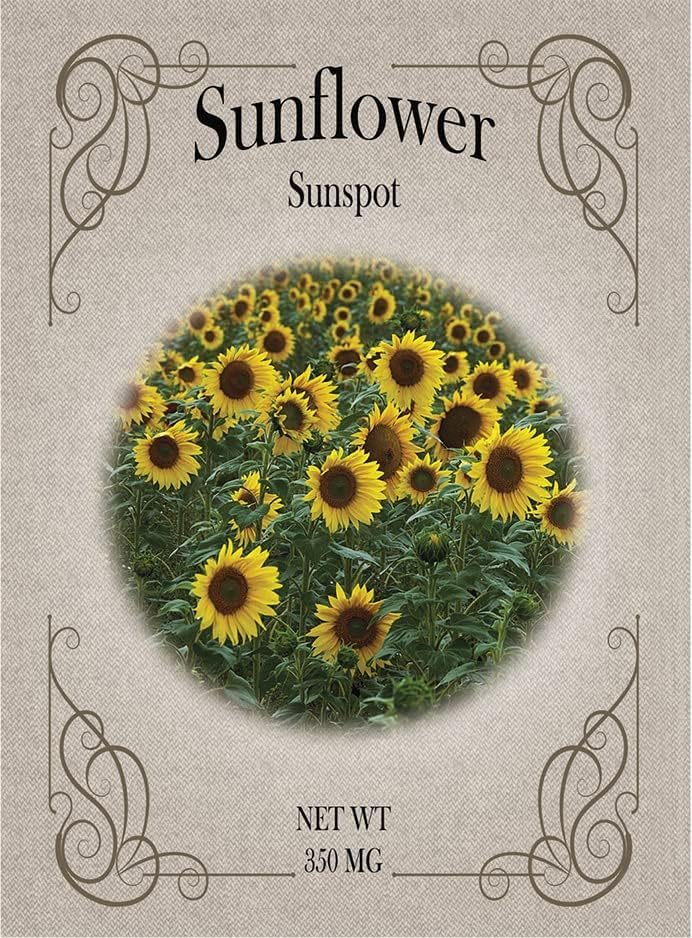 Sunspot Sunflower