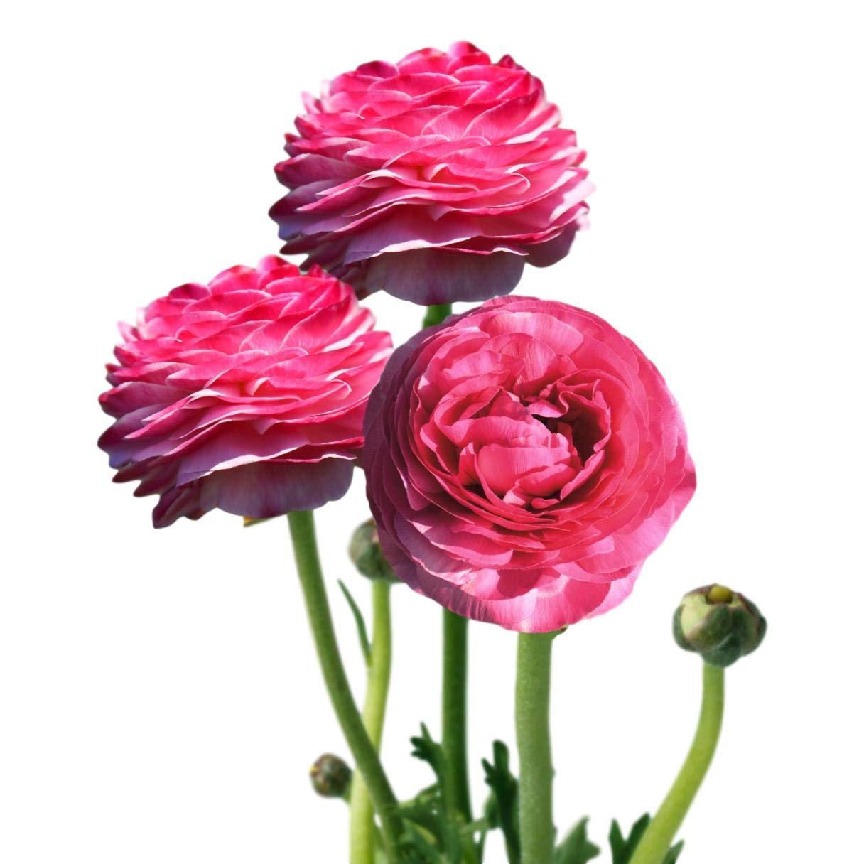 Tecolote Pink Persian Buttercup Bulbs (10 Pack) - Easy to Grow for Gardens & Bouquets