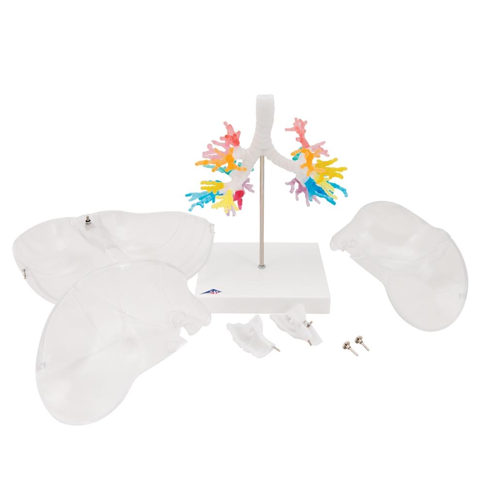 CT Bronchial Tree with Larynx & Transparent Lungs Model - Human Respiratory System Anatomy Model for Medical Students, Doctors & Educators - Perfect for Classroom Demonstrations & Medical Training