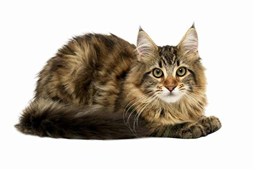 Premium Senior Cat Vitamins with Vitamin E - Mineral Supplement Chews for Older Cats - 90 Tasty Treats (1 Bottle) - Supports Joint Health & Immunity for Aging Felines