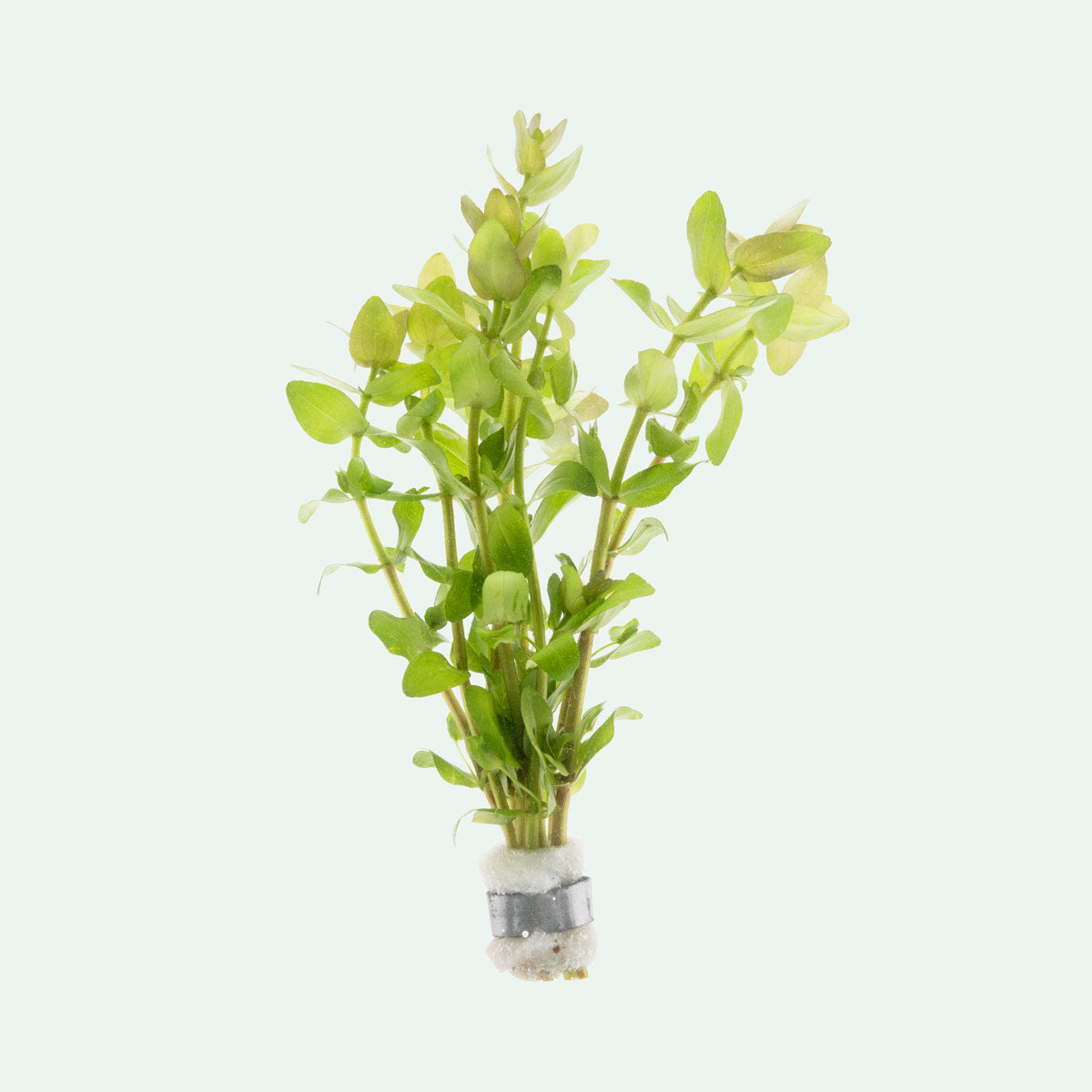 Bacopa Caroliniana - Freshwater Aquarium Plant for Fish Tanks | Easy Care Live Aquatic Plant for Beginners | Perfect for Aquascaping, Shrimp Tanks & Community Aquariums
