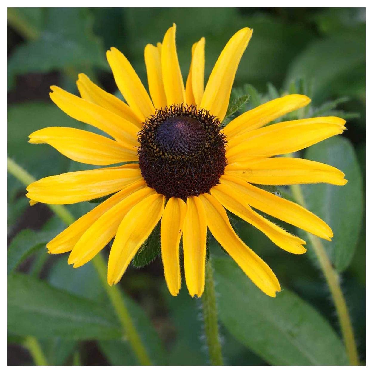 Everwilde Farms - 1/4 Lb Black-Eyed Susan Native Wildflower Seeds - Gold Vault Packaging - Non-GMO, Pollinator-Friendly Flowers for Gardens, Meadows & Landscaping