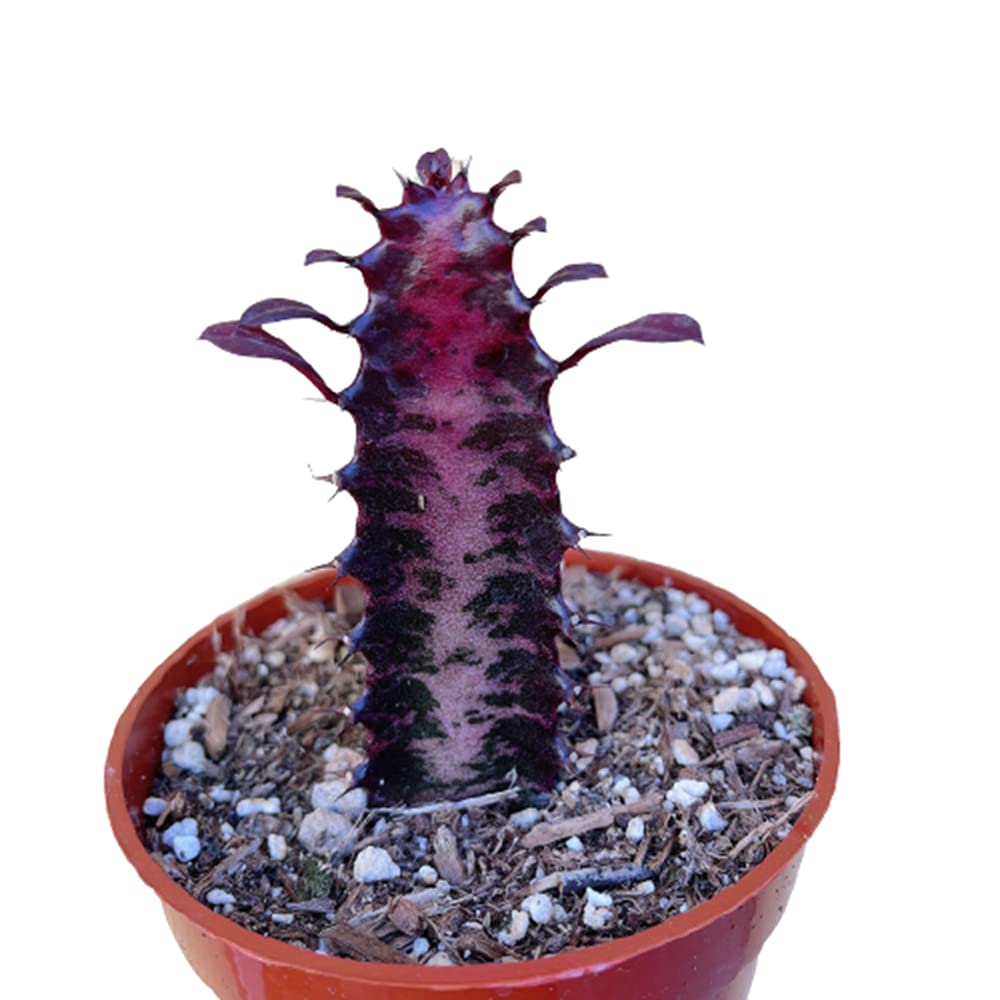 The Green Companion: A Story of Growth and Beauty