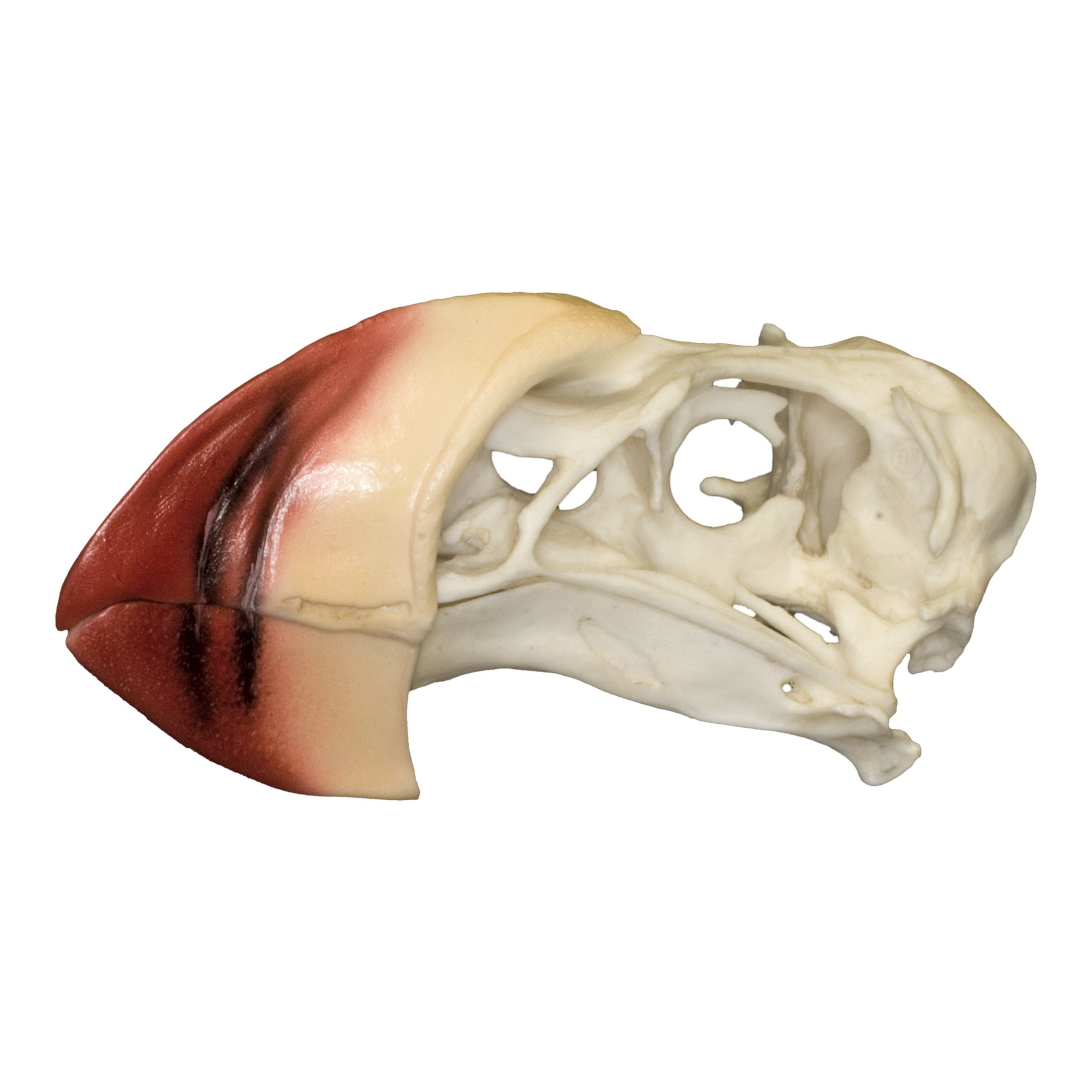 Authentic Replica Horned Puffin Skull - Lifelike Bird Skull Model for Home Decor, Gothic Display & Educational Use | Perfect for Halloween, Taxidermy & Science Classroom Collections