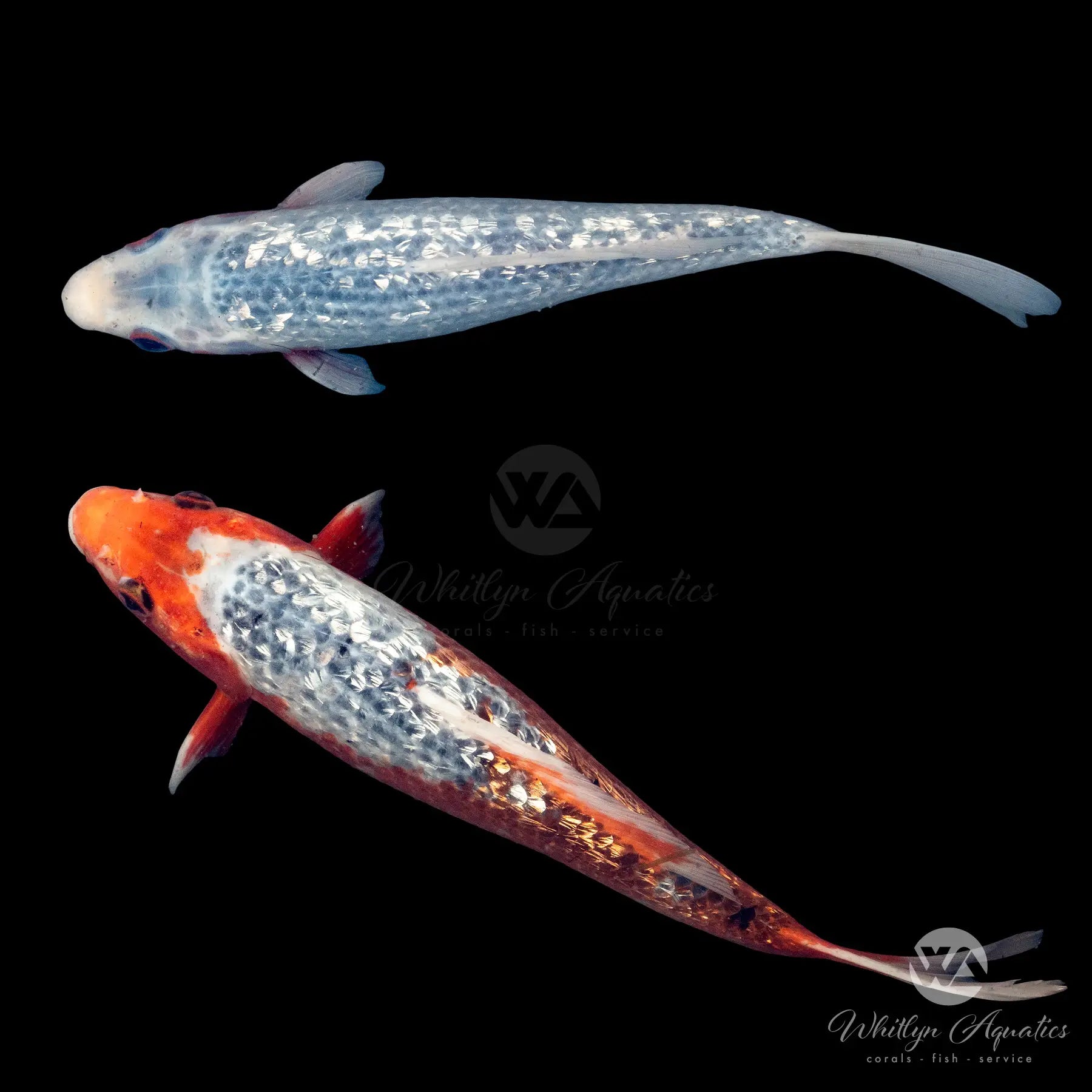 Premium Asagi Koi Fish (Cyprinus carpio) - Japanese Ornamental Carp for Ponds & Water Gardens - Perfect for Outdoor Decoration & Relaxation