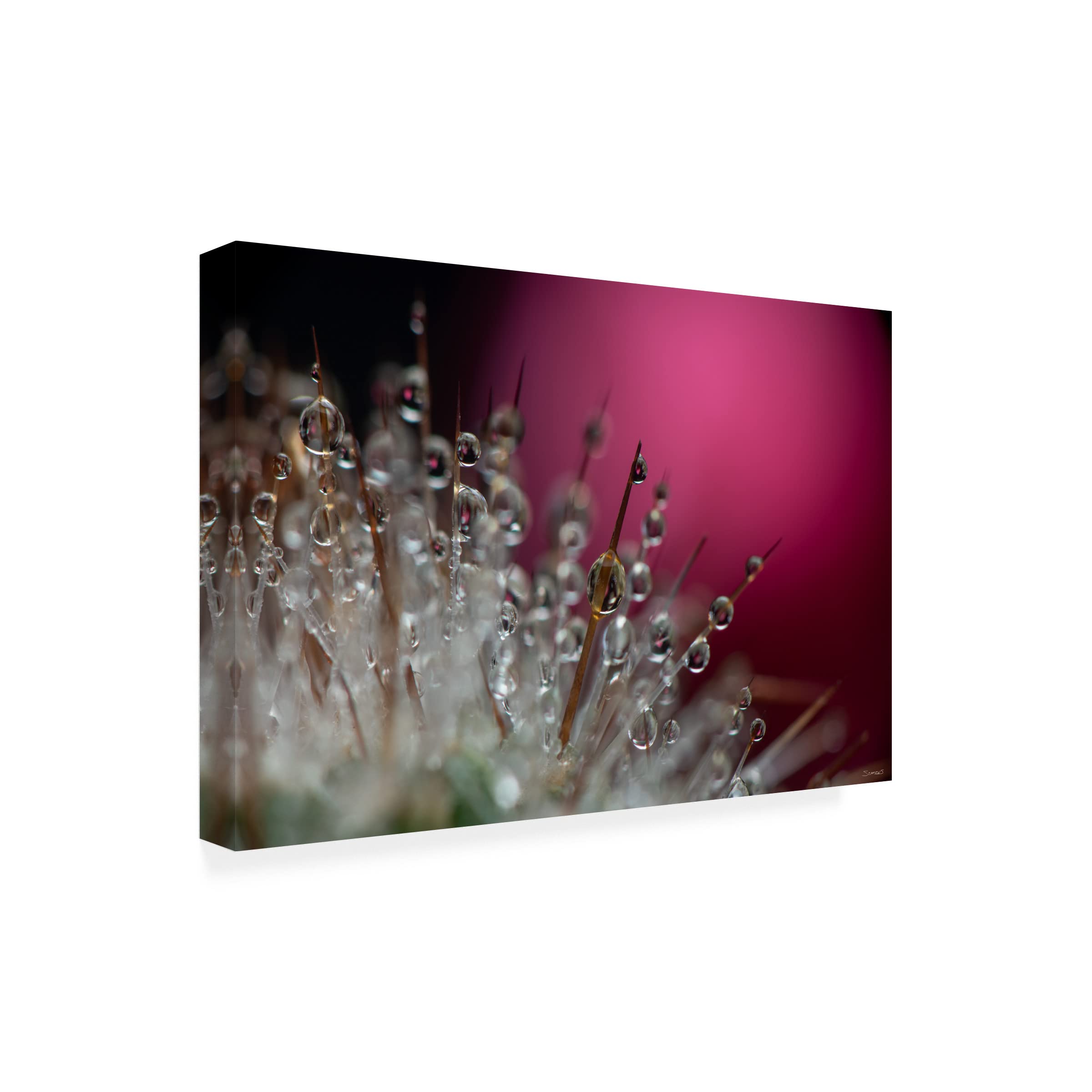 Gordon Semmens 'Cactus Flowers 16' Framed Canvas Wall Art Print - 16x24 Inches - Desert Botanical Home Decor for Living Room, Bedroom & Office