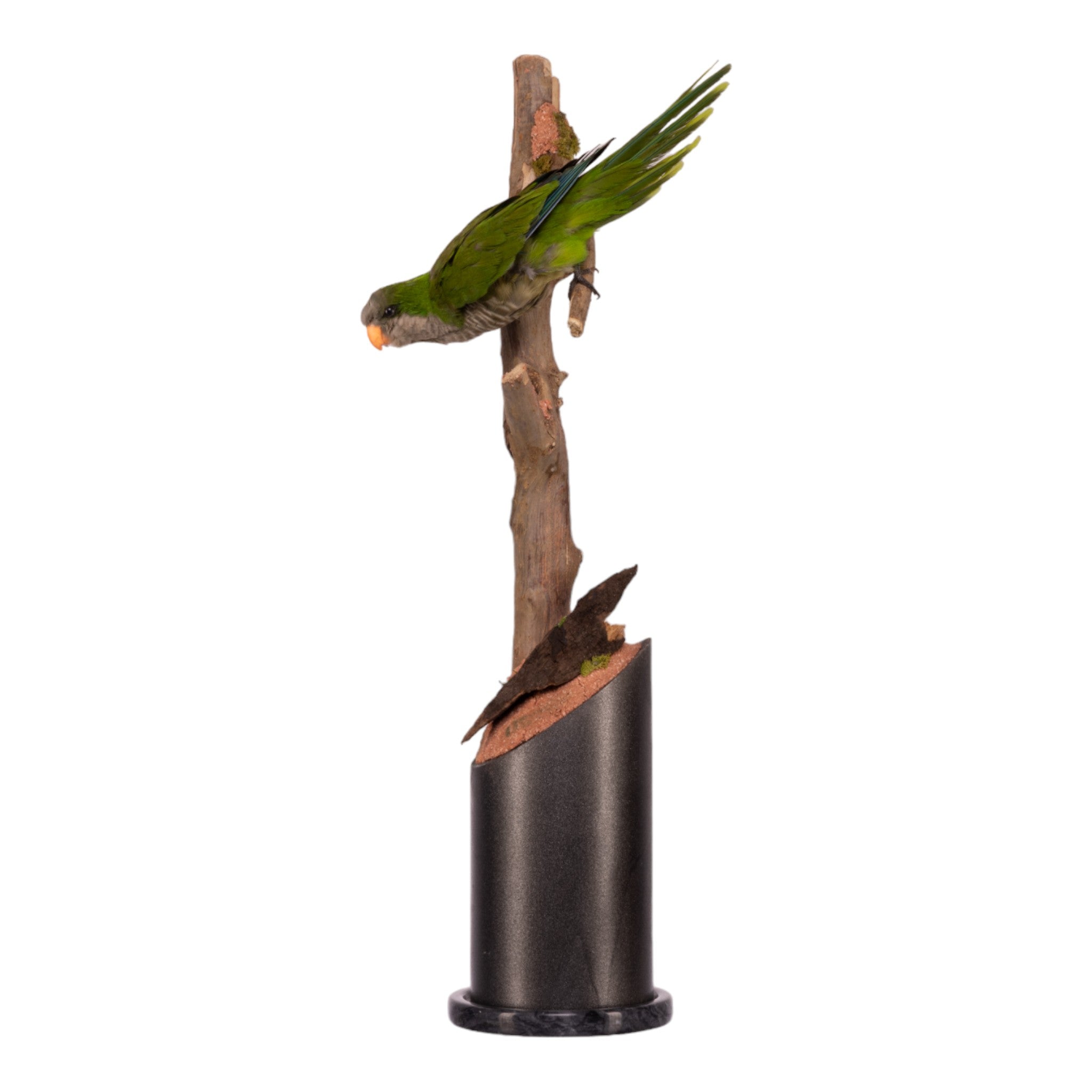 Jaron Villemarette Real Monk Parakeet Full Body Mount - Lifelike Taxidermy Bird Display for Home Decor, Nature Collections & Educational Use