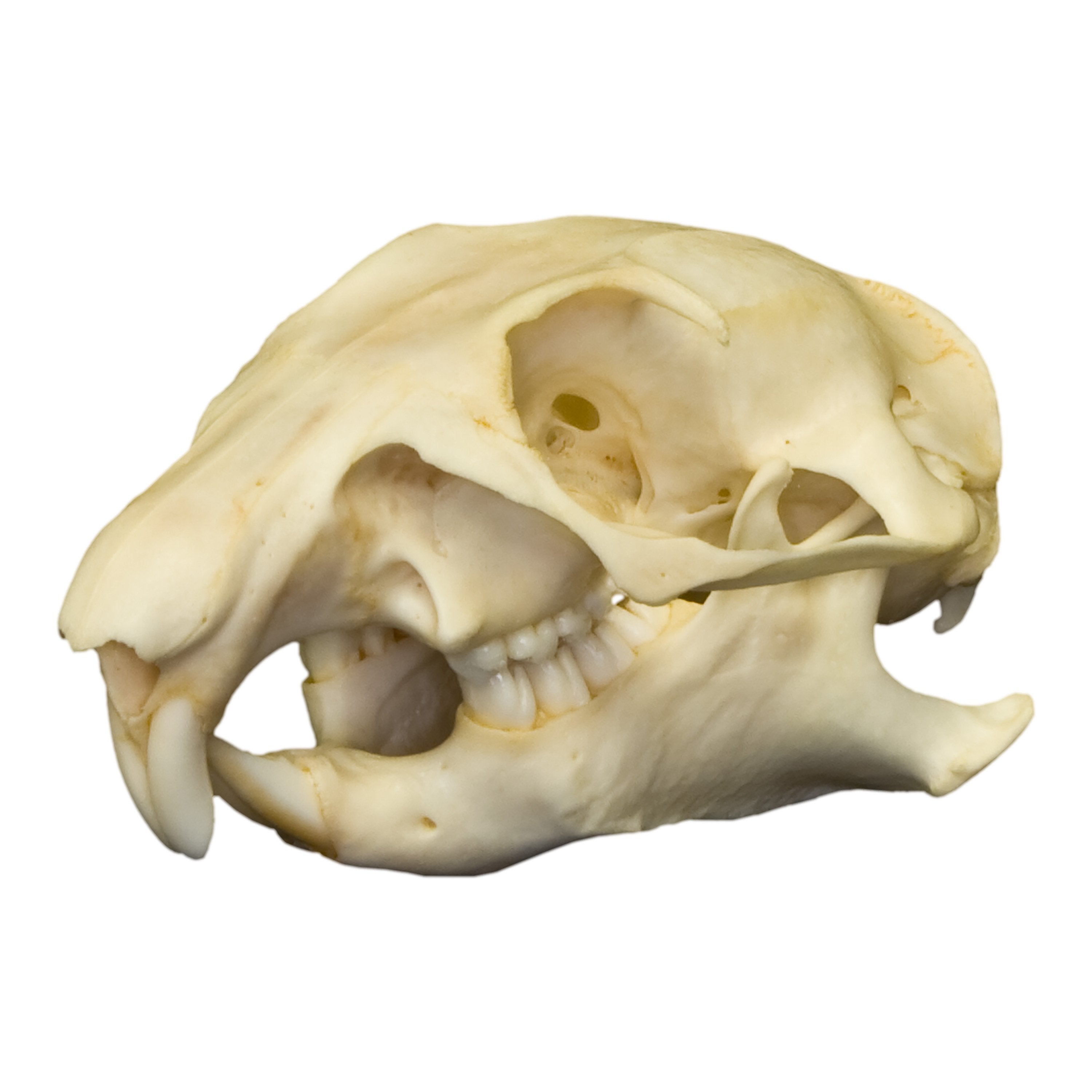 Authentic Prairie Dog Skull - Taxidermy Specimen for Science, Education & Collectors - Perfect for Biology Classrooms, Nature Displays & Oddity Collections