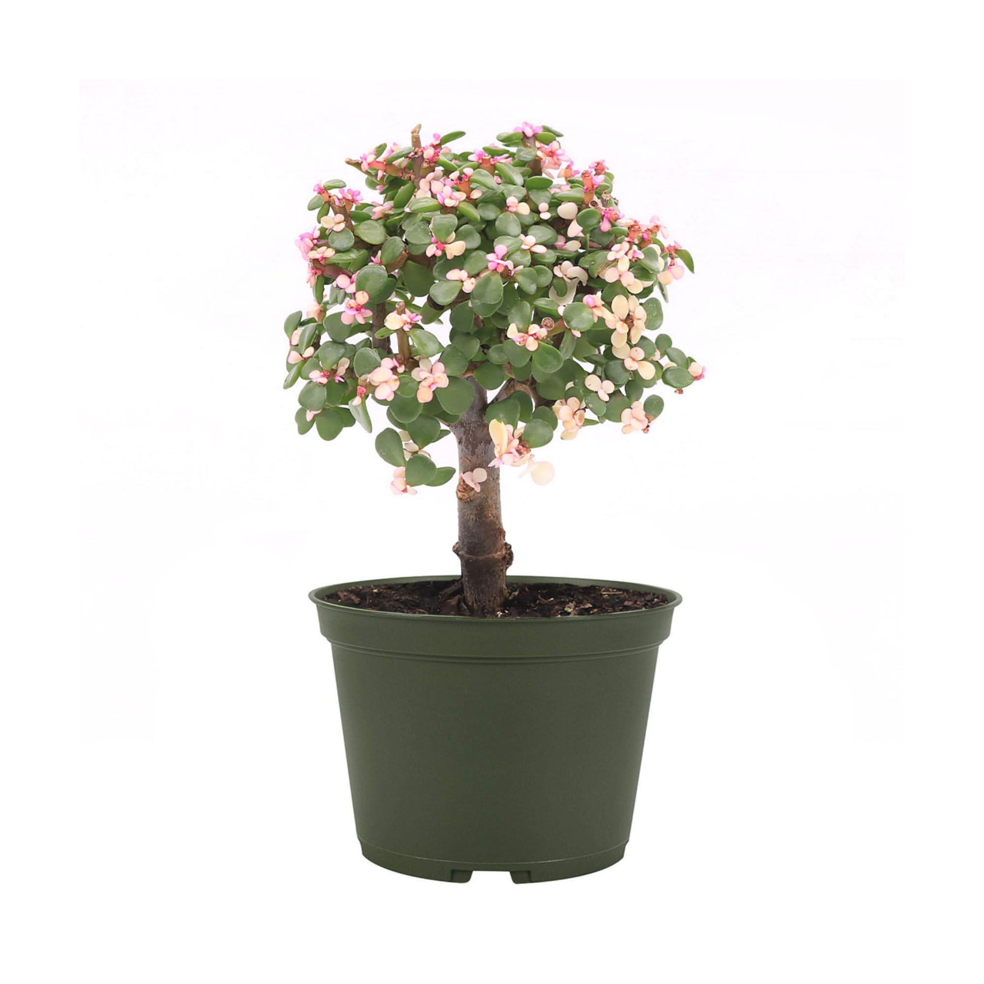 Live Pink Dwarf Jade Bonsai Tree in 6