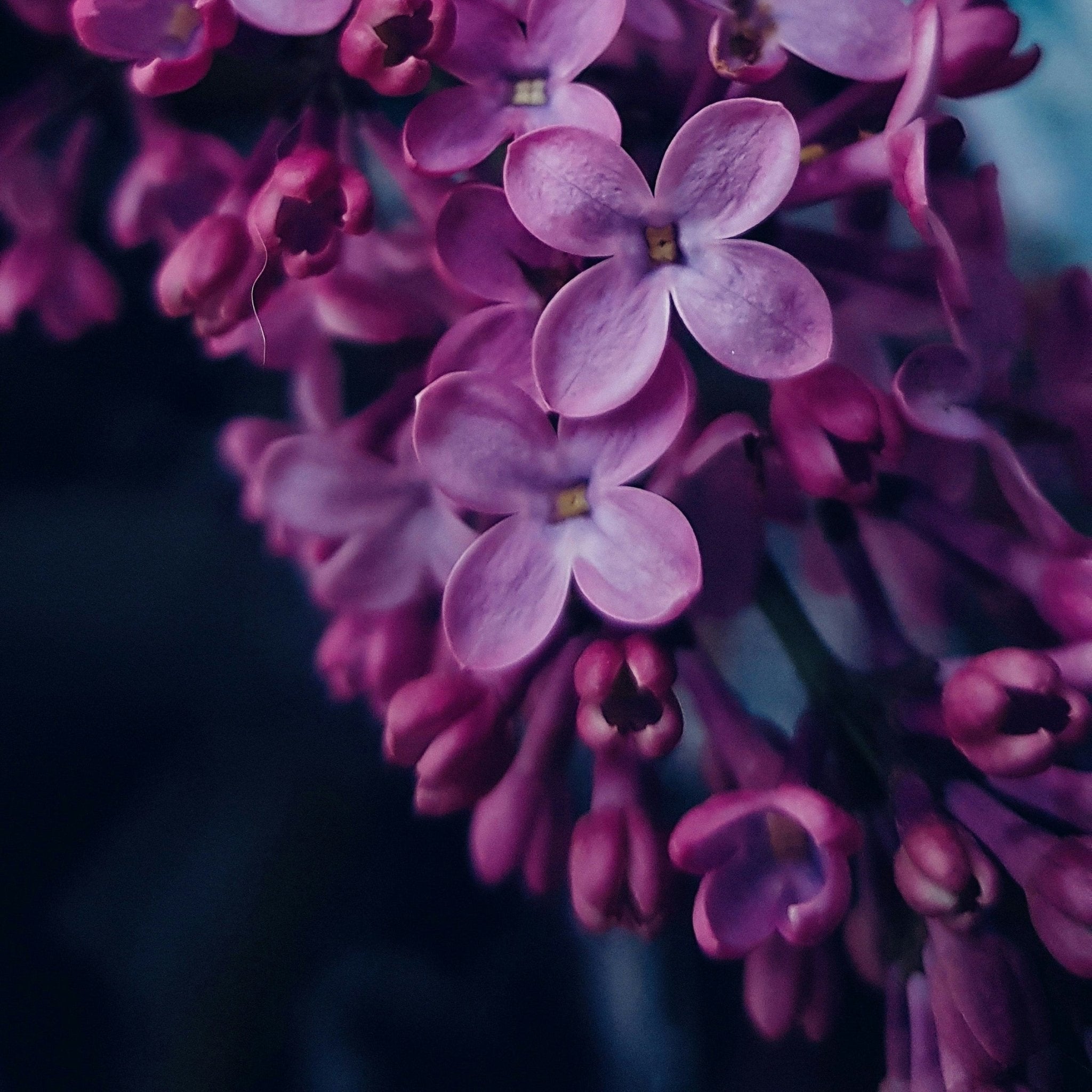 Lilac Blooming Fragrance Oil - 100% Pure Essential Oil for Diffusers, Candles & Soap Making - Floral Scent for Home, Spa & Aromatherapy Relaxation