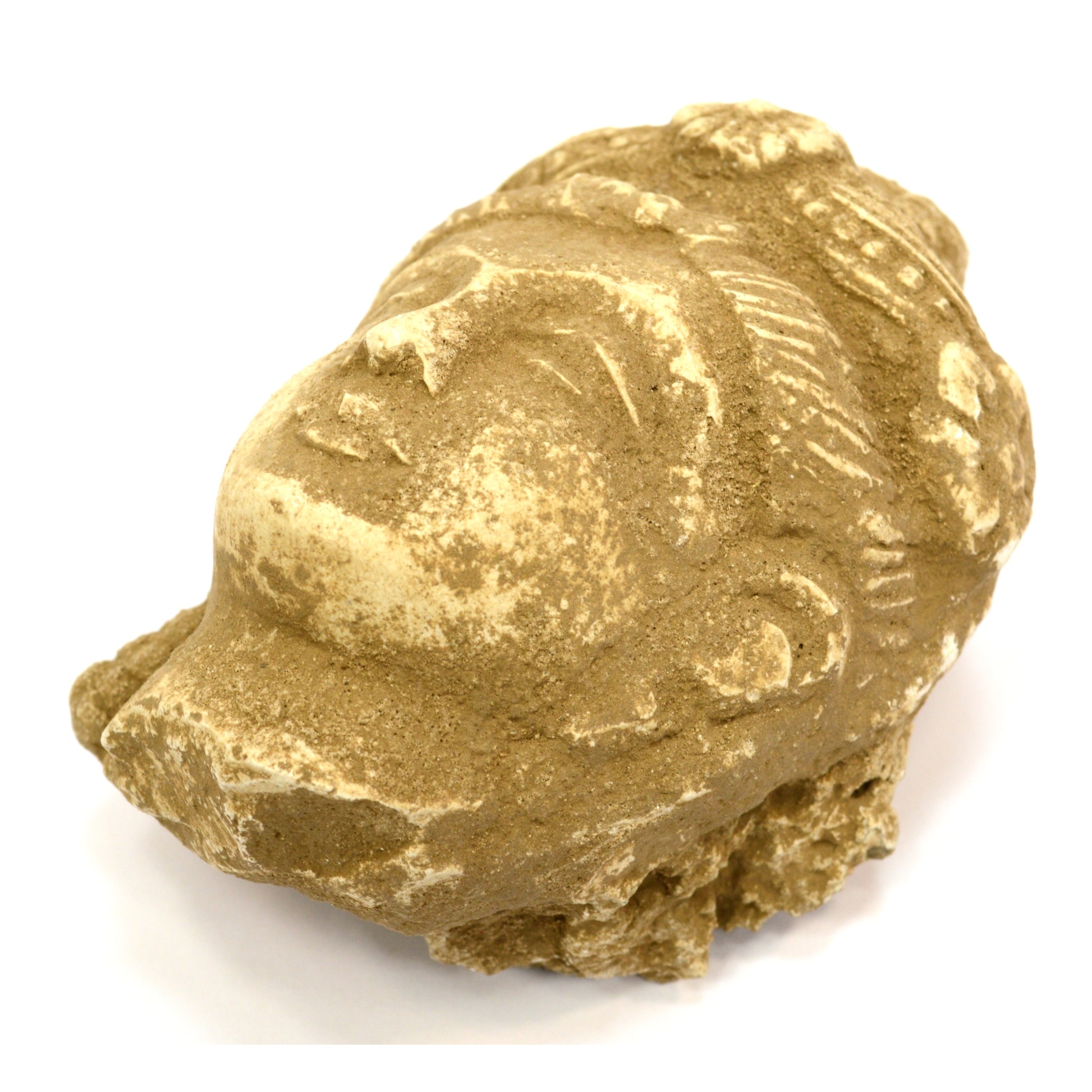 Ancient Gandharan Stucco Head of Bodhisattva - Hand Carved Stone Buddhist Artifact - Perfect for Home Altar, Meditation Space & Asian Art Collection