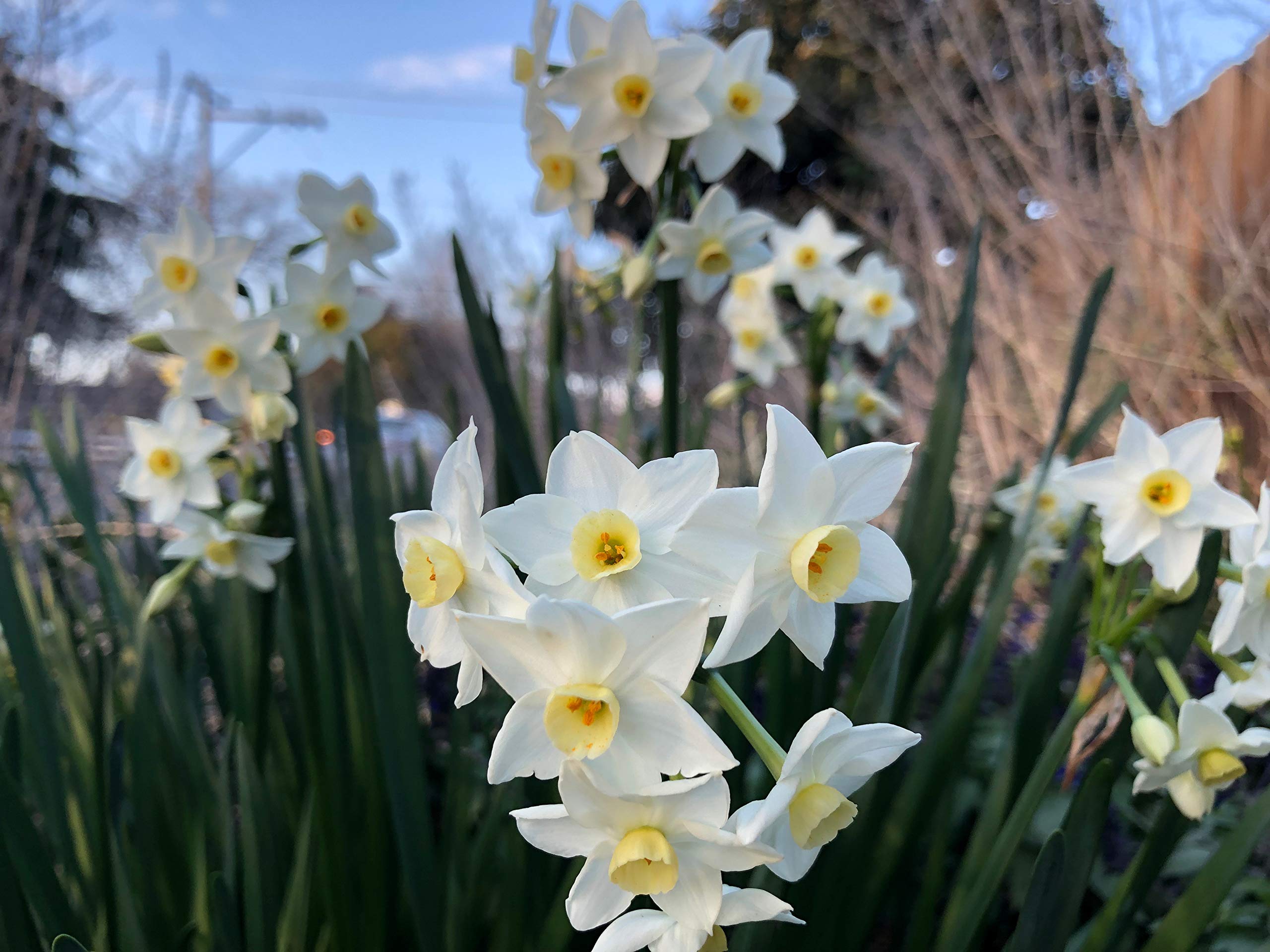 100 Perennial Spring Bulbs - Wintersun Paperwhite Narcissus Bulbs for Garden Planting | Indoor & Outdoor Flowering Plants for Home Decor, Landscaping, and Gift Giving