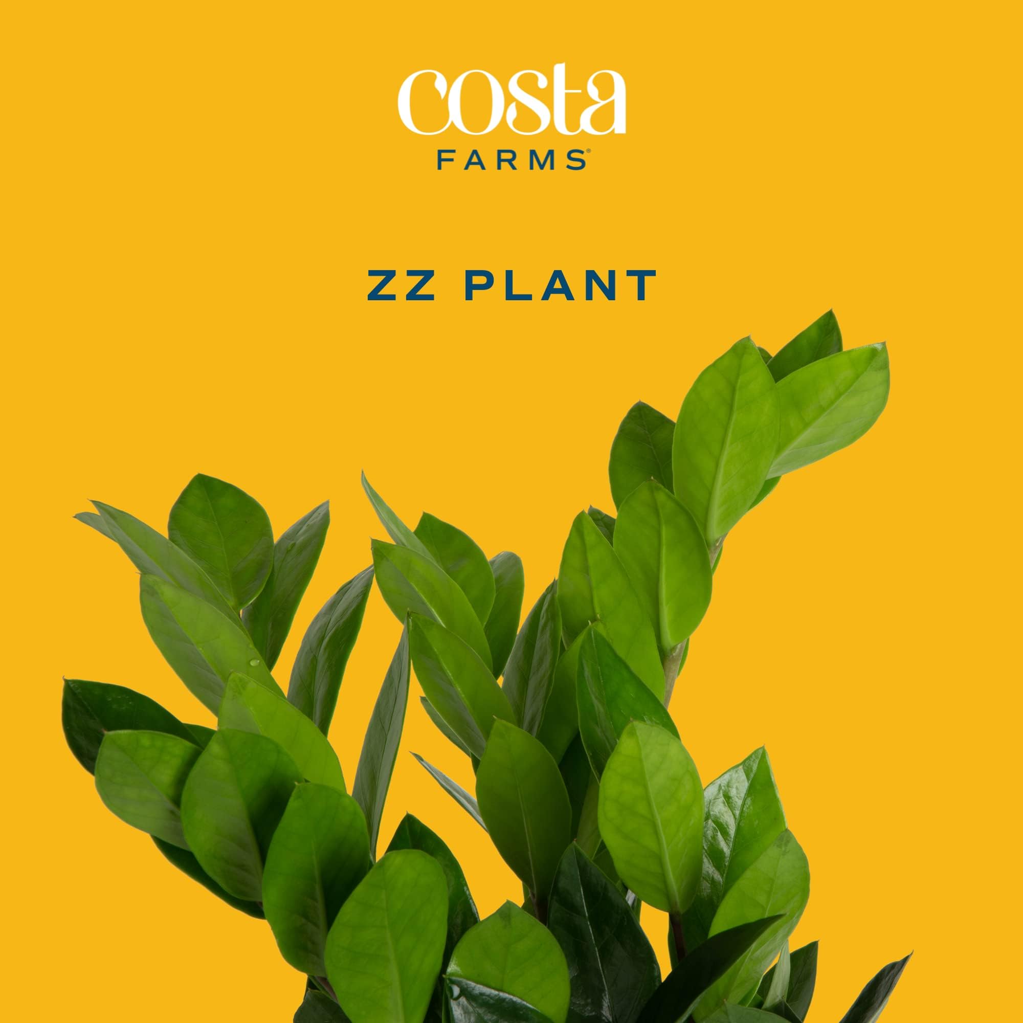 Costa Farms ZZ Plant - 22-Inch Tall Live Indoor Houseplant in Modern Decor Planter | Natural Air Purifier, Low Maintenance & Giftable | Perfect for Home, Office & Spring Decor