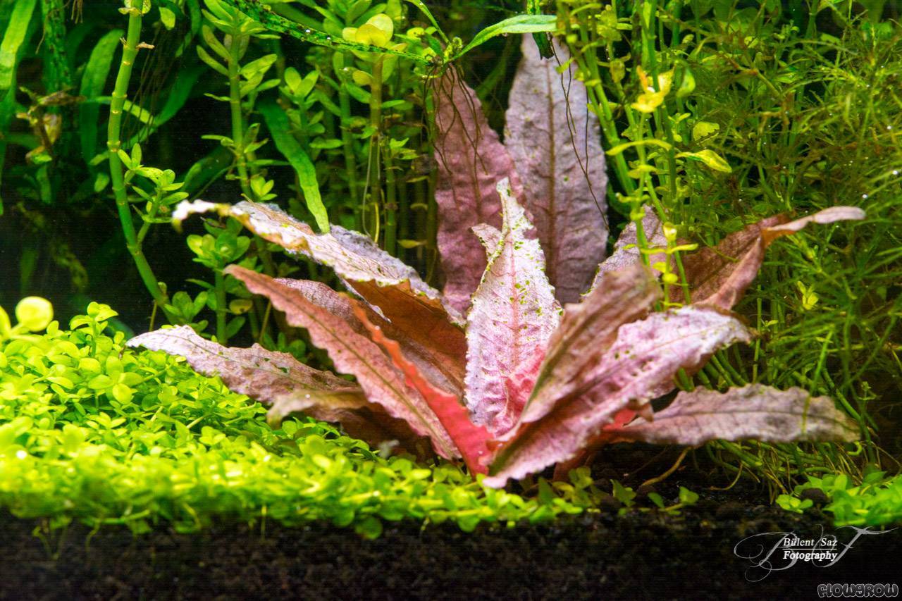 TCulture Cryptocoryne Flamingo Live Aquarium Plant (Small TC Cup) - Perfect for Freshwater Fish Tanks, Aquascaping & Low-Tech Planted Aquariums