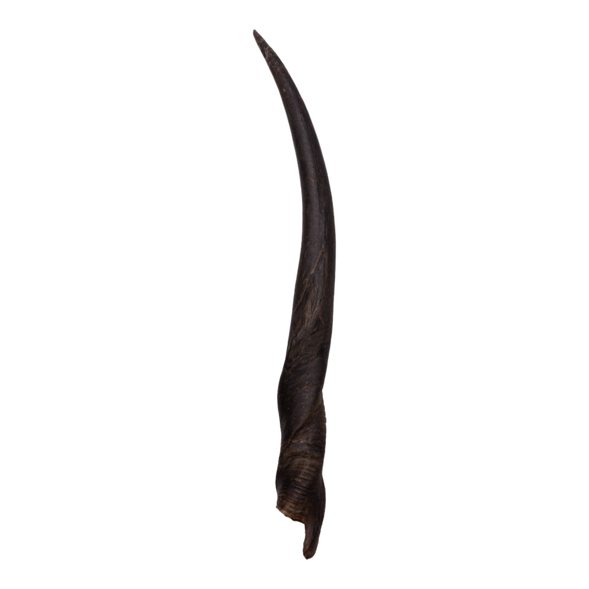 Authentic Eland Horn for Women - Handcrafted Jewelry & Home Decor, Perfect for Boho Chic Style, Spiritual Healing, and Unique Gifts