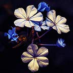 Flower Paint