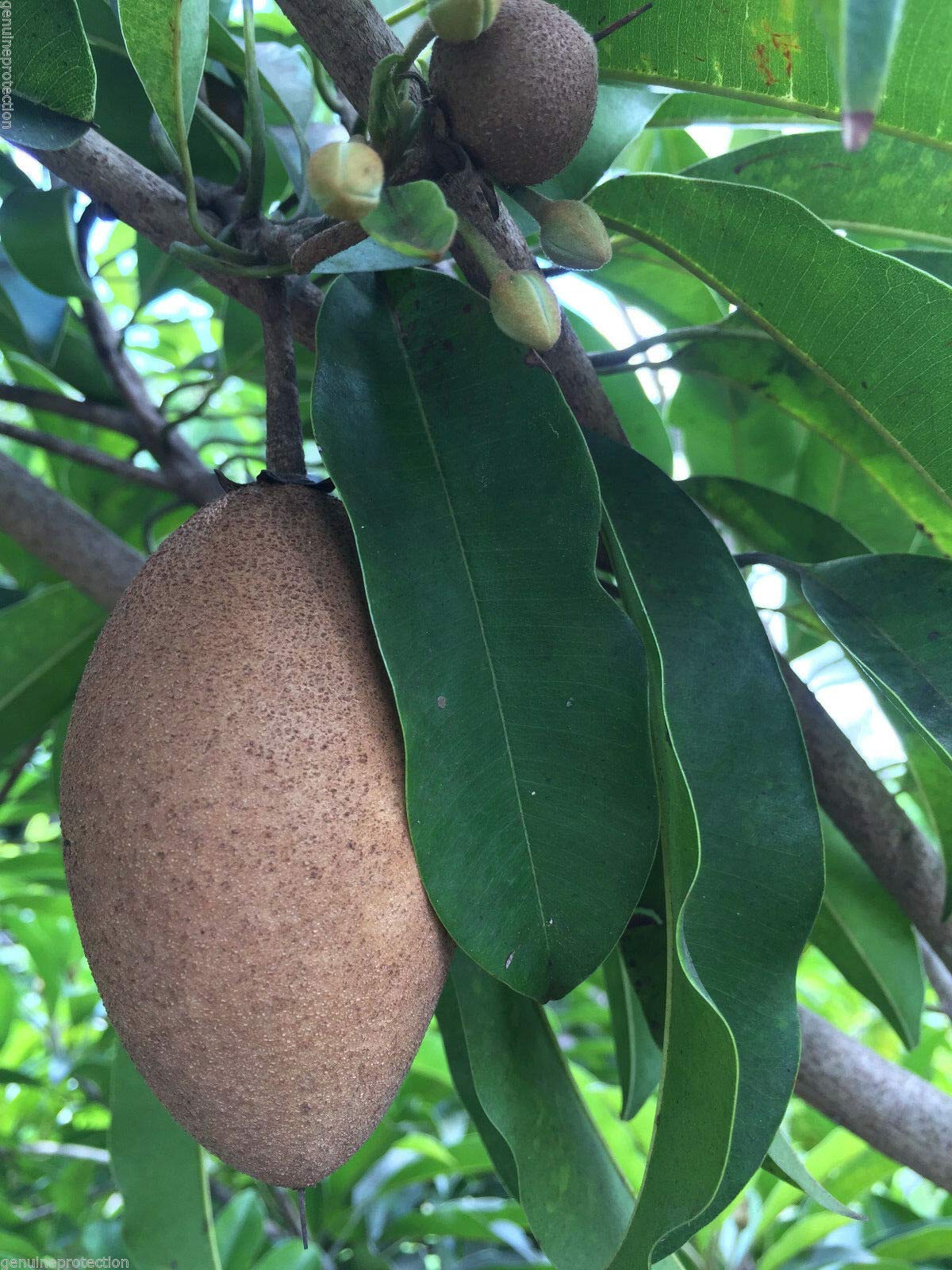Sapodilla Tree (Manilkara Zapota) - Chiku Makok Tropical Fruit Plant Seedling for Home Garden & Landscaping | Grow Your Own Exotic Fruit Tree