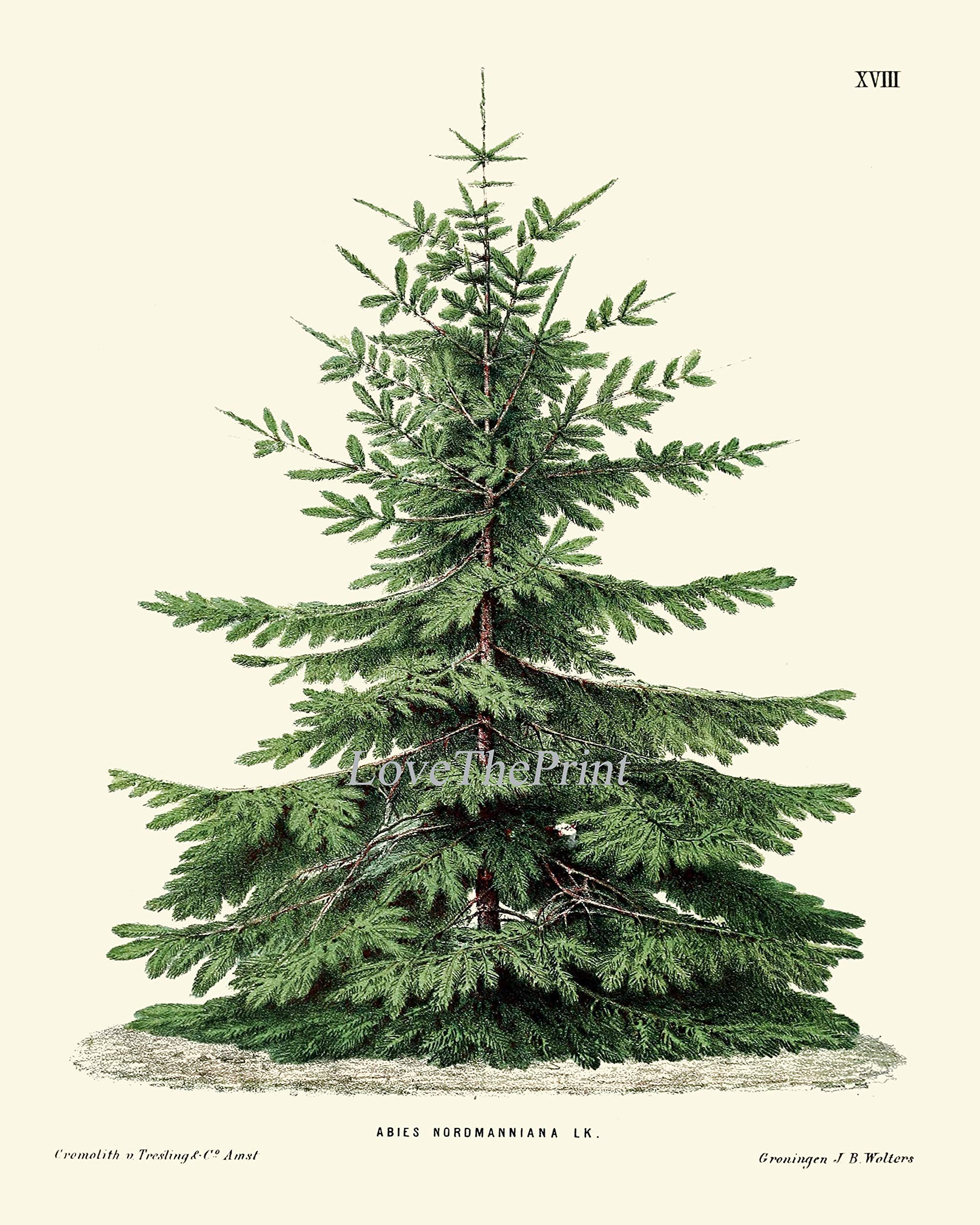 Pine Tree Christmas Wall Art - Set of 3 Botanical Prints (Nordmann Fir, Norway Spruce, Japanese Larch) for Holiday Home Decor | Perfect for Living Room, Bedroom & Office Wall Decoration