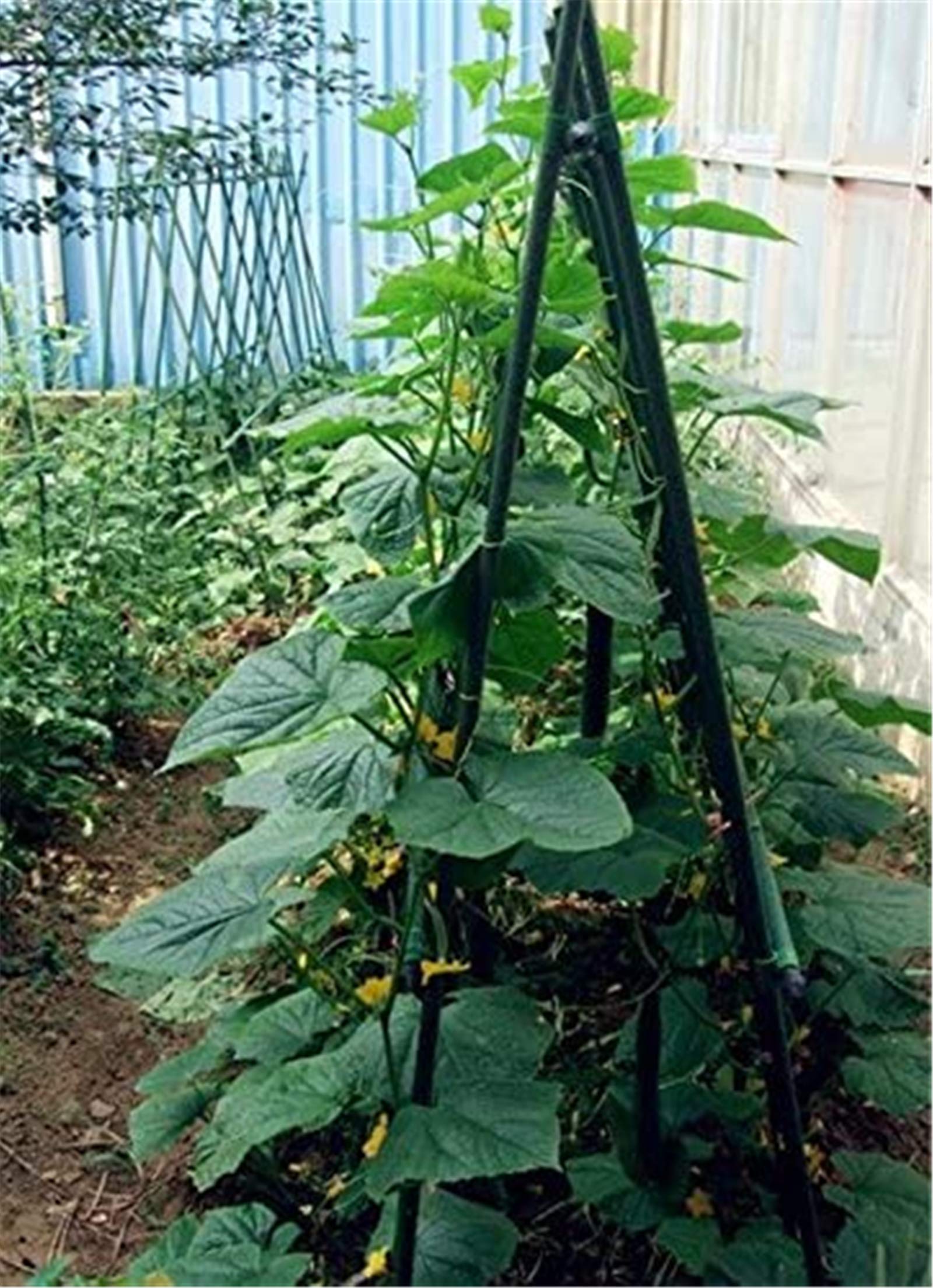 Tingyuan 25-Pack 4FT & 25-Pack 6FT Garden Stakes Bundle - Heavy Duty Plant Support for Tomatoes, Vines & Flowers - Perfect for Vegetable Gardens, Landscaping & Outdoor Decor