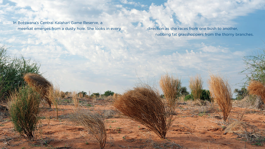Meerkats Book - ISBN 9781608185696 | Wildlife & Nature Guide for Animal Lovers, Perfect for Kids & Adults
