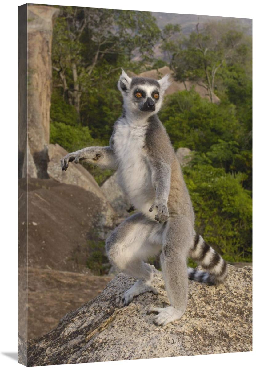 24 x 36 Inch Ring-Tailed Lemur Male Standing Upright in Andringitra Mountains Madagascar Wall Art Print by Pete Oxford - Perfect for Living Room, Office or Wildlife Lover's Home Decor