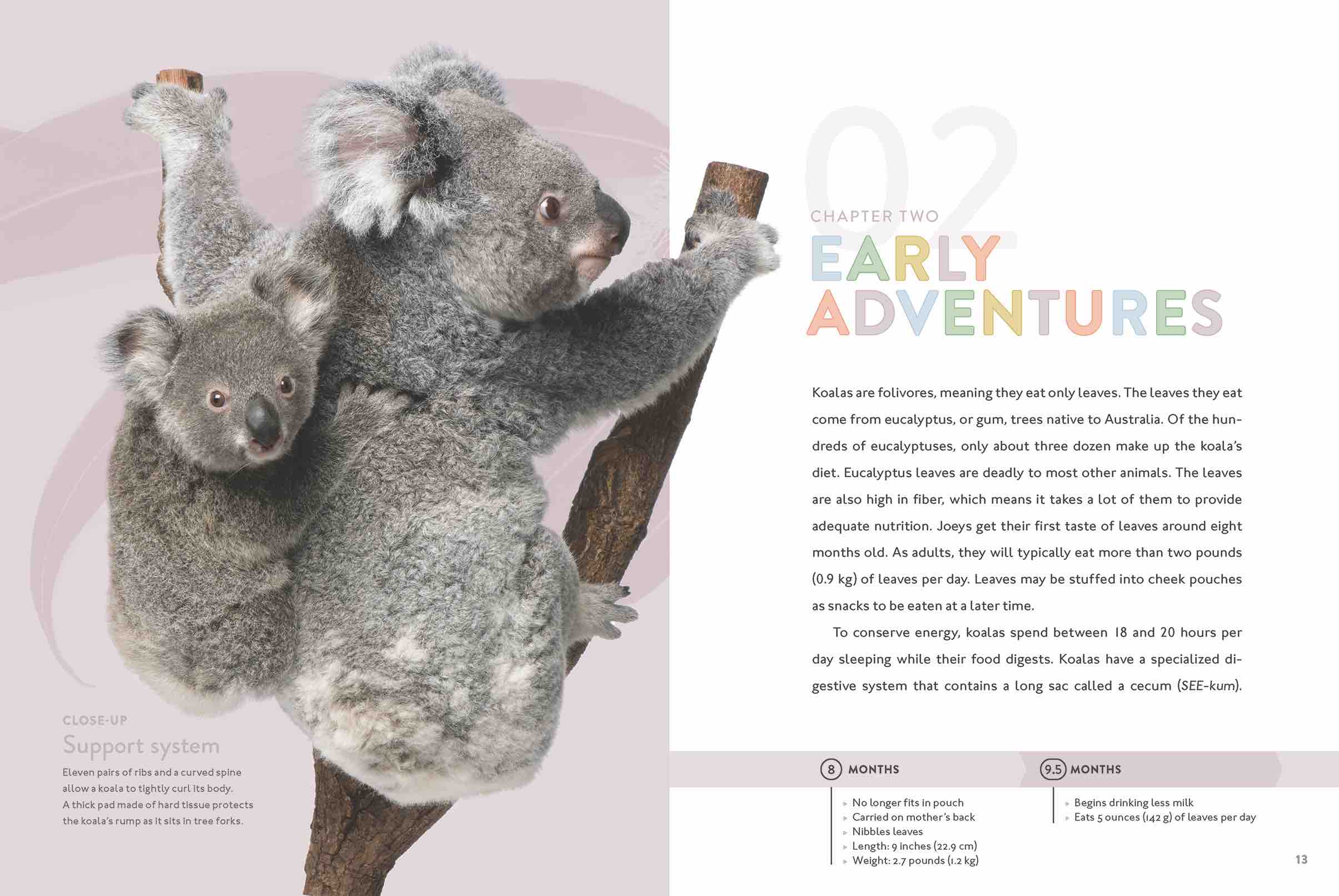 Koala Book 9781640263413 - Wildlife Animal Facts & Photos | Perfect for Kids, Nature Lovers & Educational Gifts