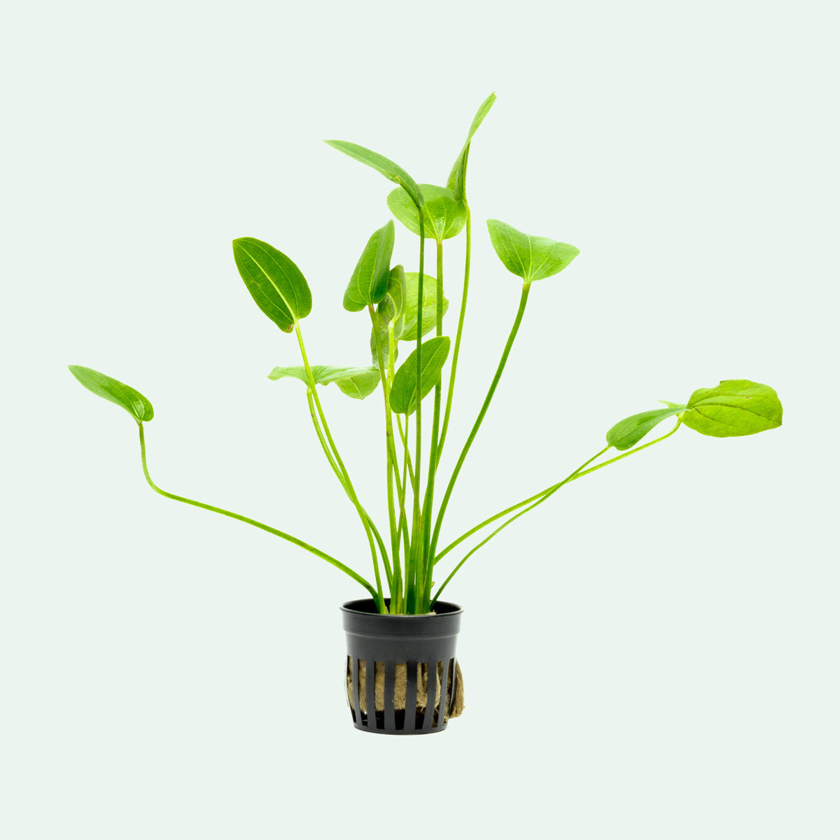 Echinodorus Tiger Green Aquatic Plant - Live Freshwater Aquarium Plant for Fish Tanks, Ponds & Aquascaping | Perfect for Beginners & Planted Aquariums
