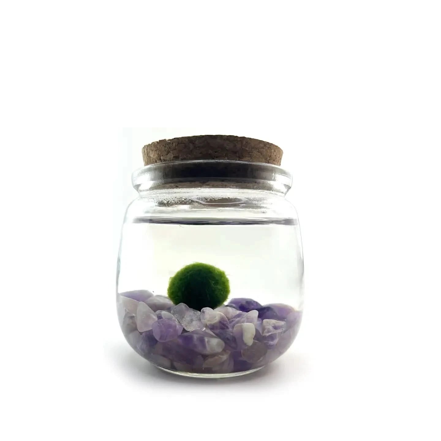 Chico Moss - Premium Preserved Moss for Home Decor, Terrariums & DIY Crafts | Natural Decorative Moss for Indoor Plants, Fairy Gardens & Floral Arrangements