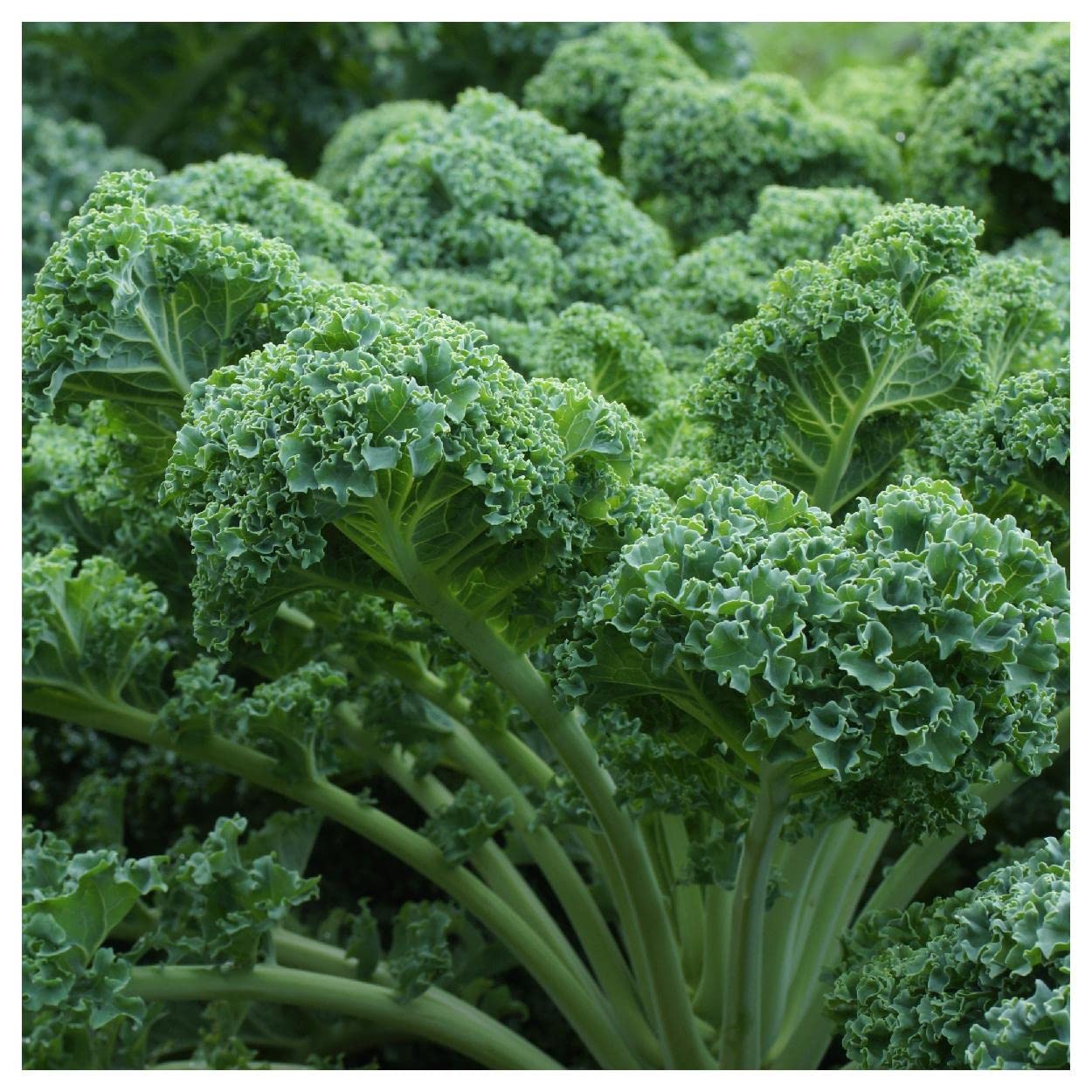 500 Dwarf Blue Curled Scotch Kale Seeds - Non-GMO Heirloom Vegetable Seeds for Home Gardening - Perfect for Salads, Soups & Healthy Smoothies - Everwilde Farms Gold Vault Packaging