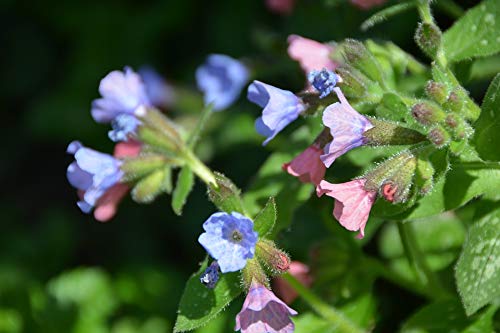 Pulmonaria Lungwort Flower Plant Laminated Poster - 20x30 Inch Vibrant Floral Wall Art for Home & Office Decor - Perfect for Living Room, Bedroom, or Classroom Decoration
