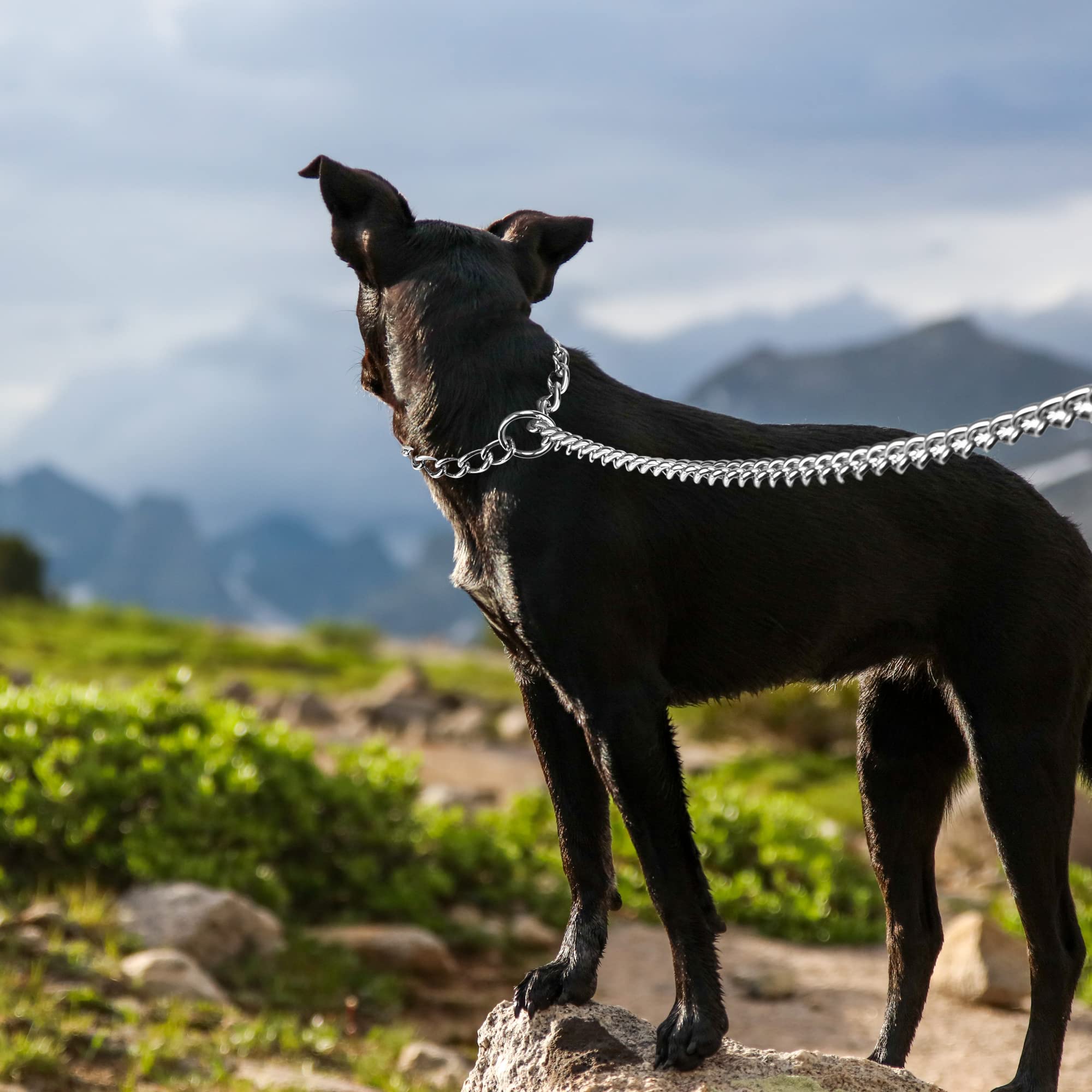 **Heavy Duty Chew Proof Metal Dog Leash with Integrated Collar – 4ft Sturdy P Chain Slip Leash for Large & Medium Dogs – Padded Handle for Comfort – Perfect for Training, Walking & Outdoor Adventures**