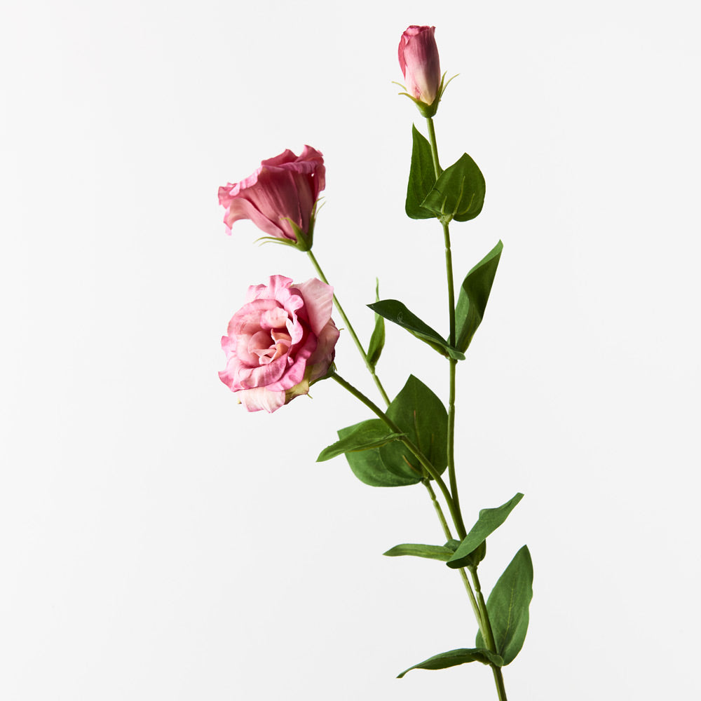 Lisianthus Flowers (Pink/Mauve) - Fresh Cut Floral Bouquets for Weddings, Home Decor & Special Occasions