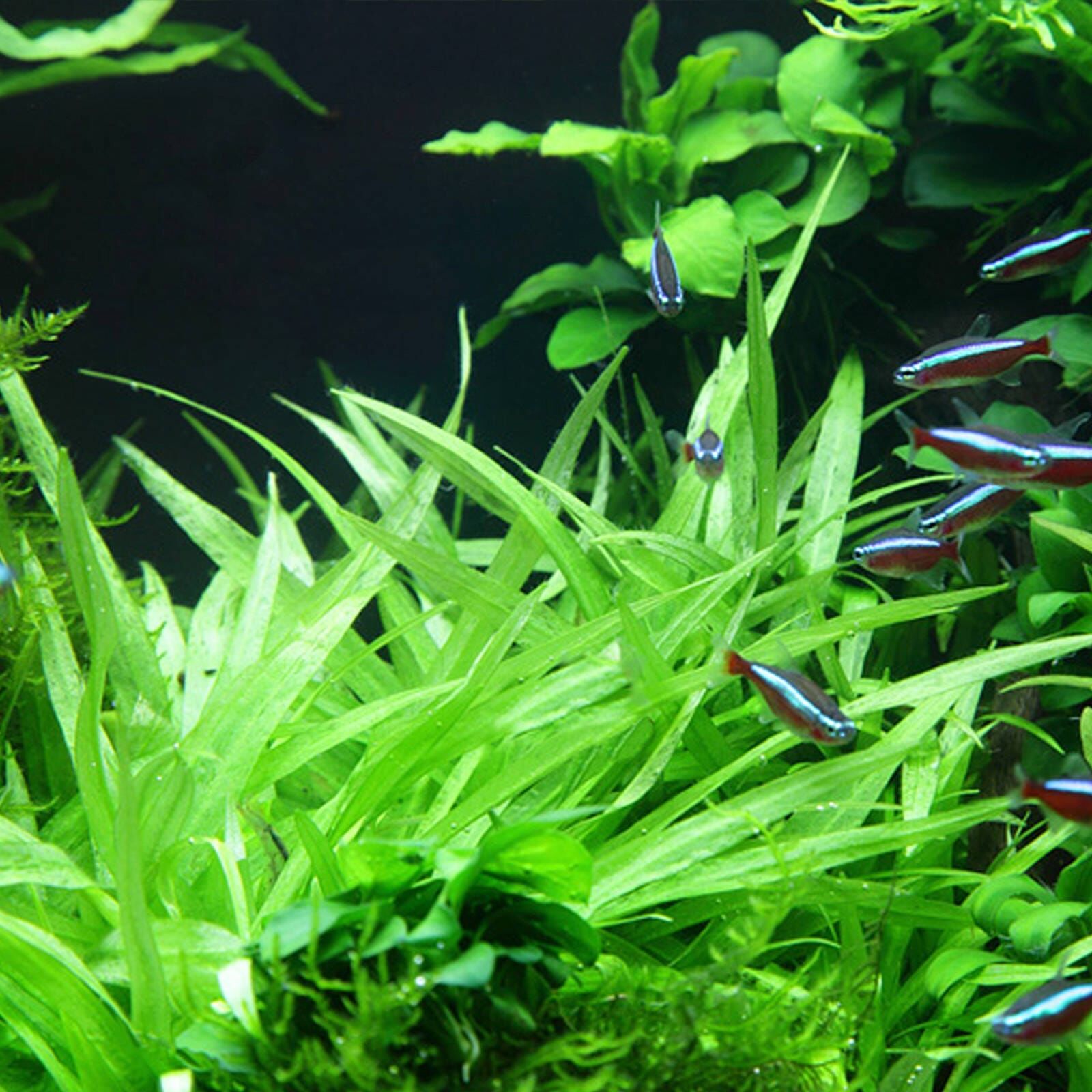 TCulture Helanthium 'Quadricostatus' Live Aquatic Plant for Aquarium - Perfect for Fish Tank Decoration and Freshwater Aquascaping